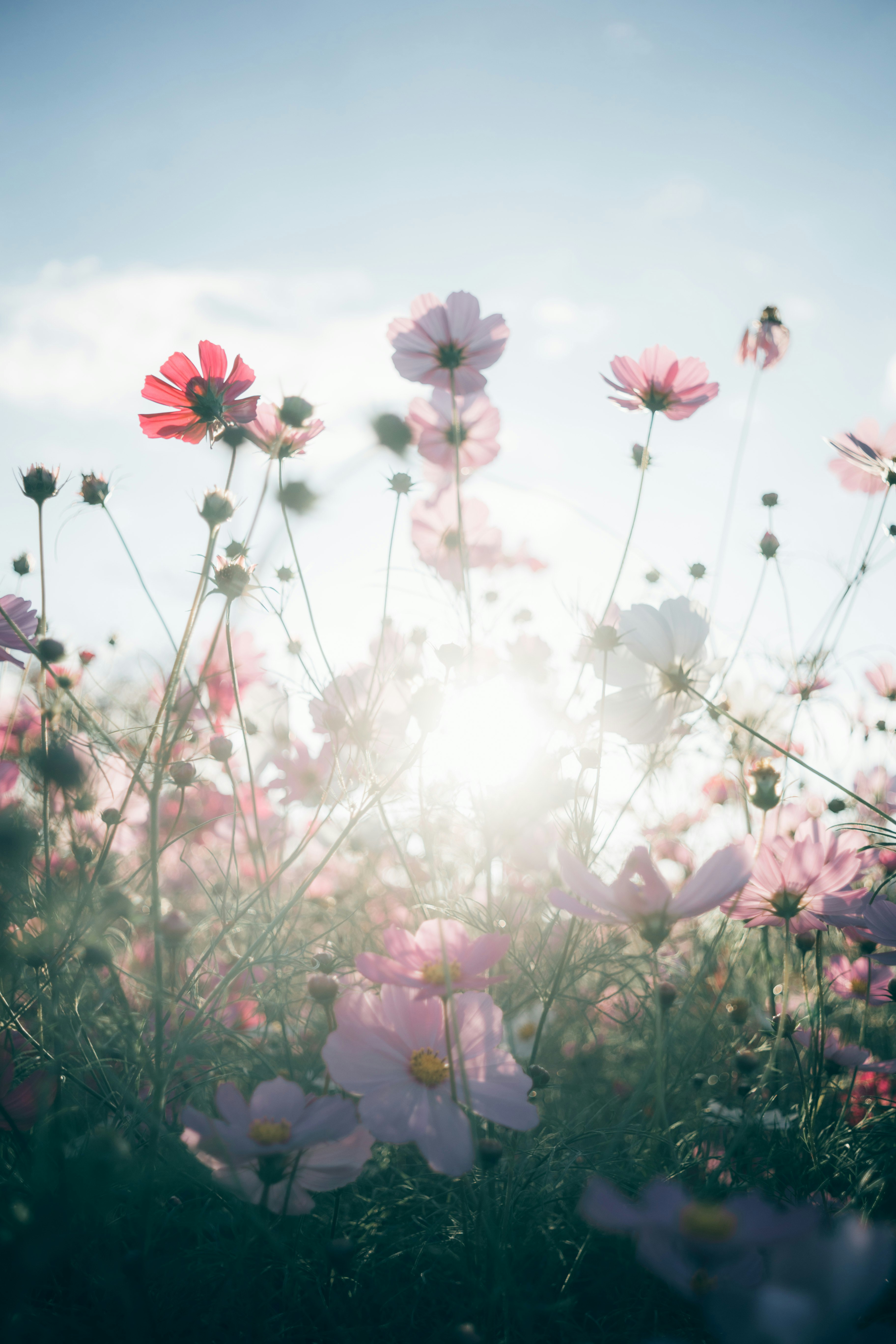 光の差すコスモス畑の花と風景