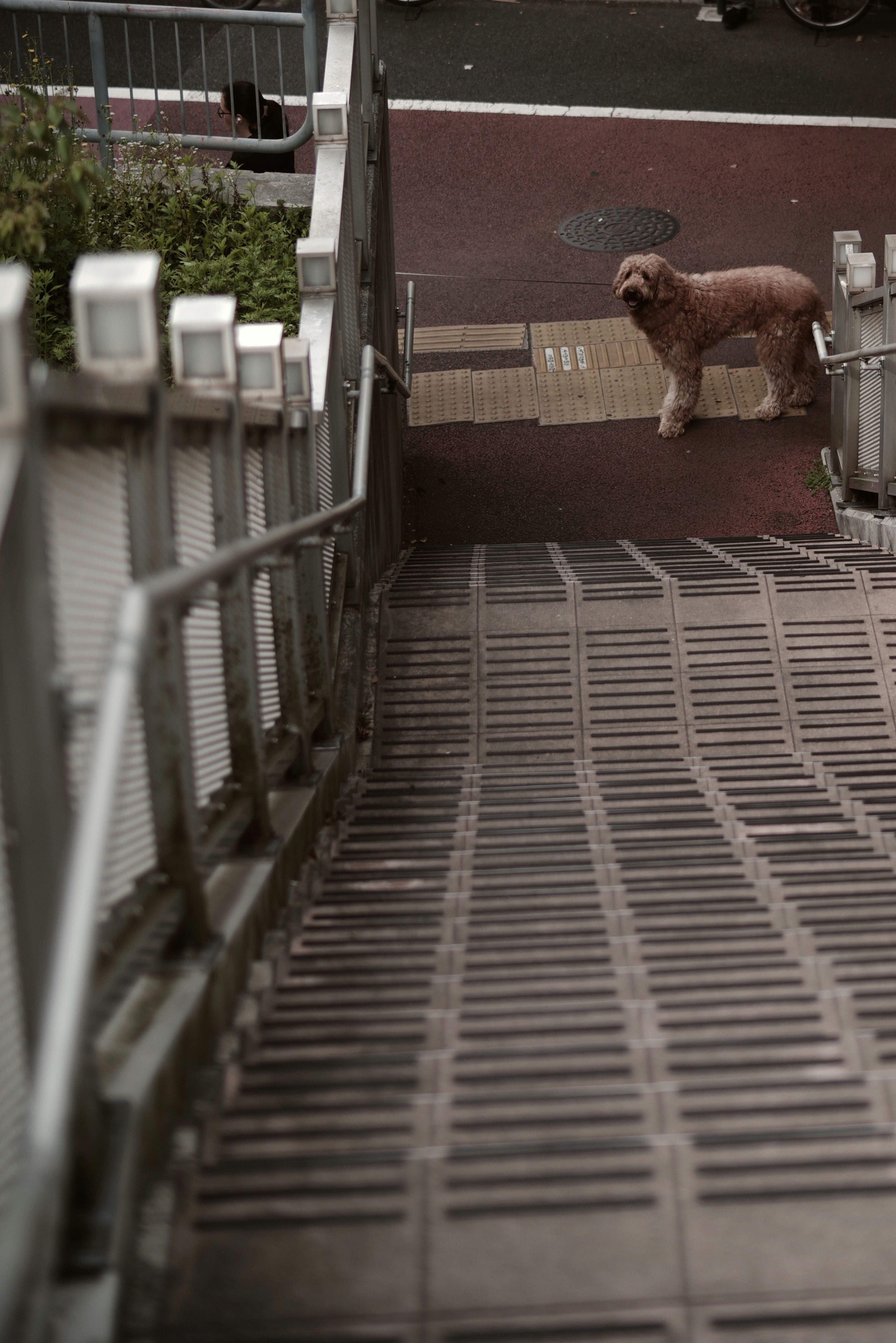 階段のある屋外通路で見つめる犬