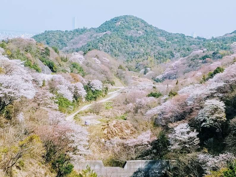 泉南山間春季櫻花盛開風景