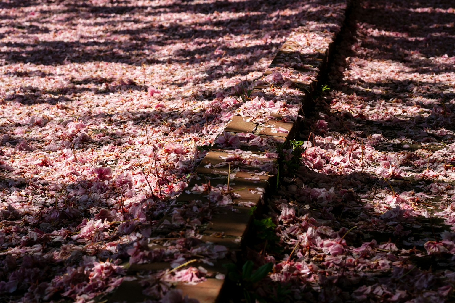 Jalan yang ditutupi kelopak bunga sakura yang berserakan