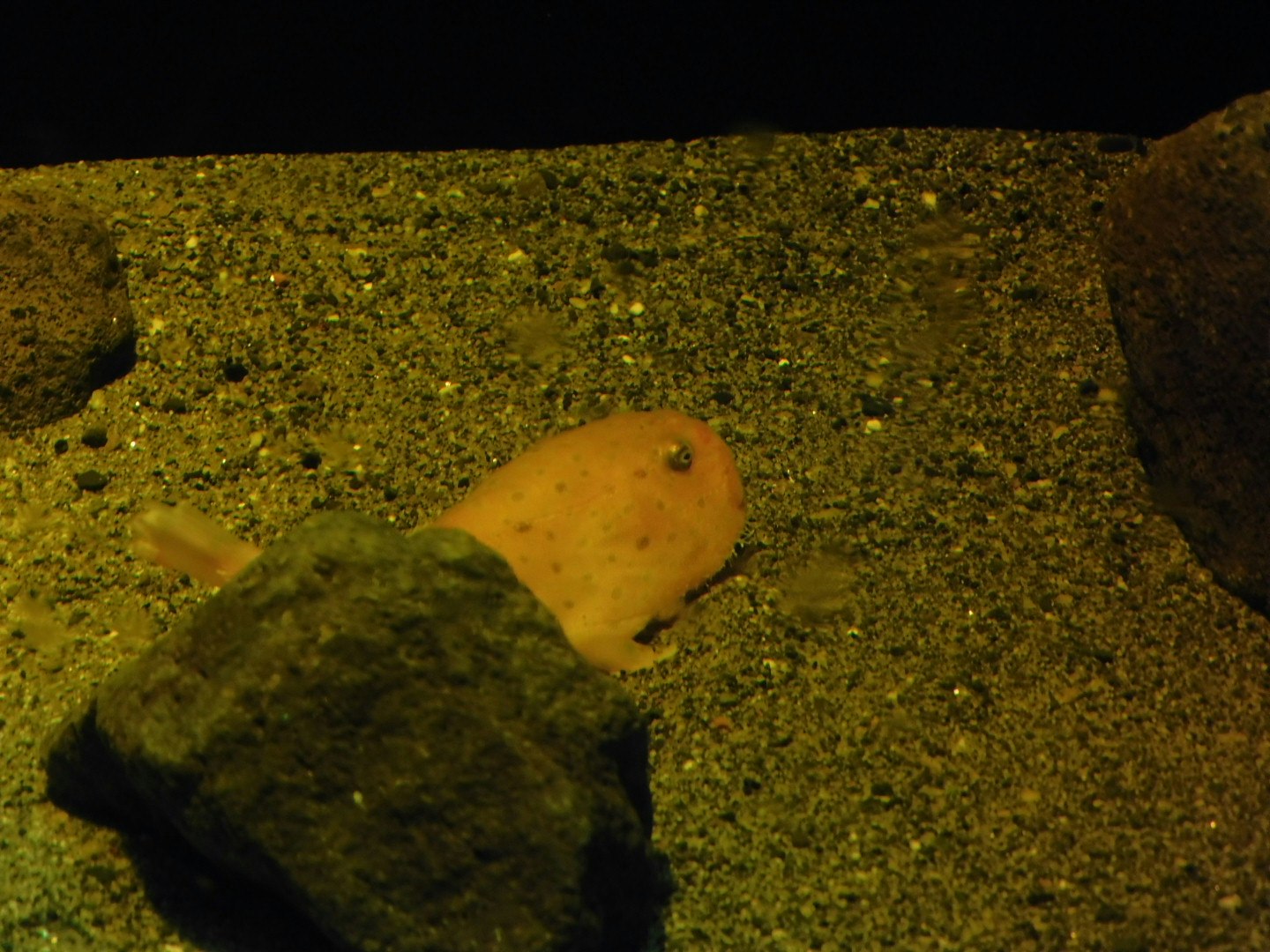 水槽の底で泳ぐ黄色い魚