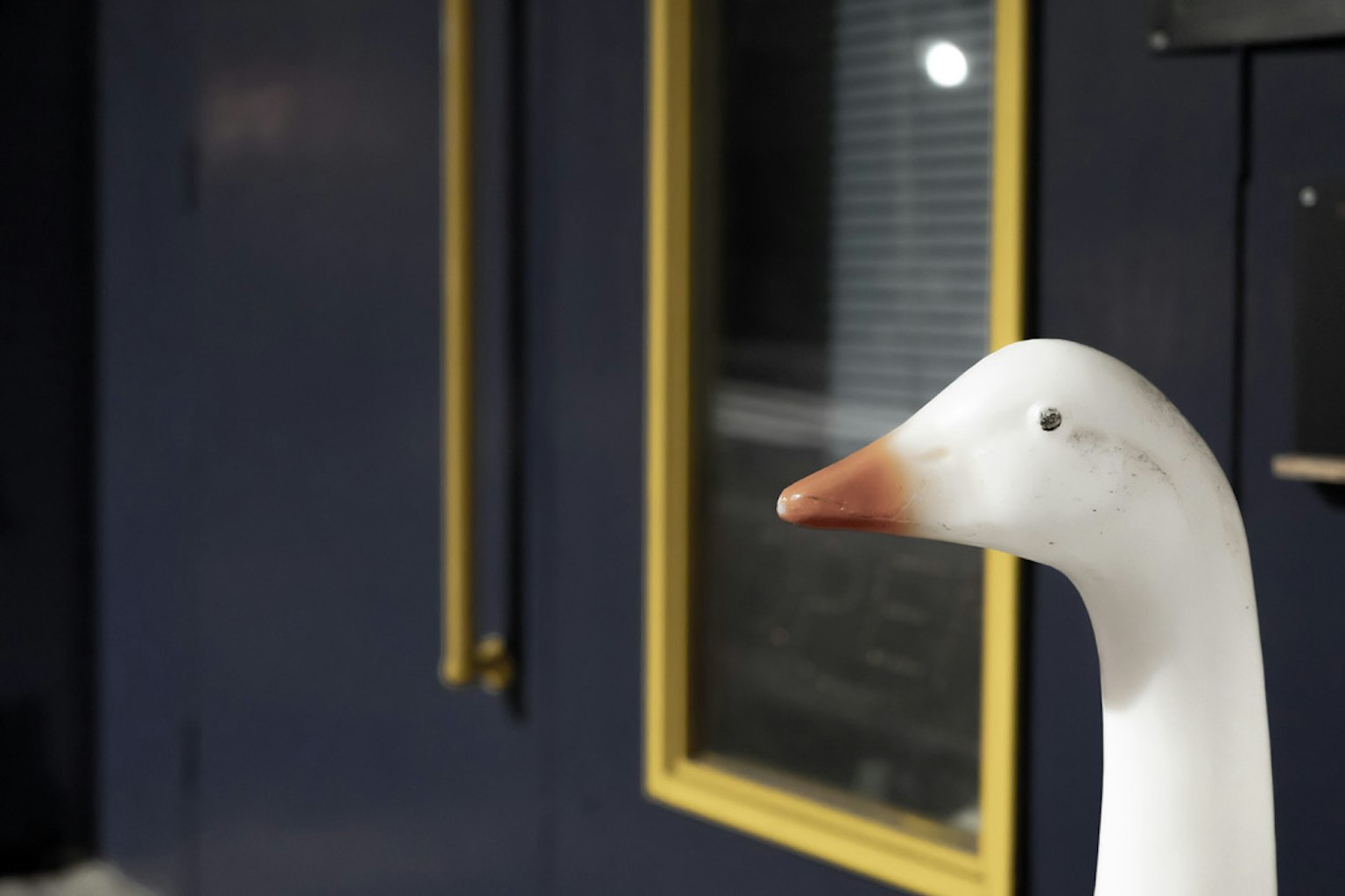 Nahaufnahme einer weißen Ente vor blauem Hintergrund