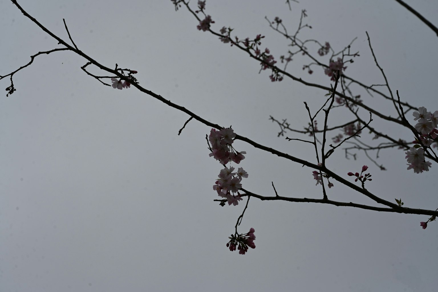 陰雲密布的天空下的櫻花和細枝