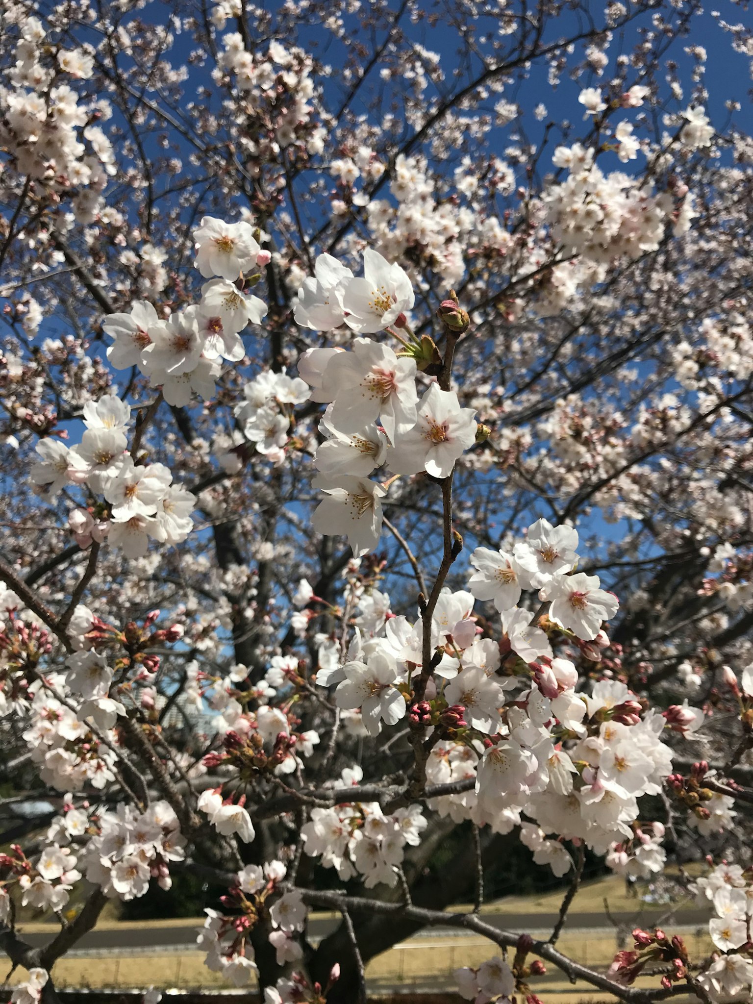 Fleurs de cerisier en pleine floraison sous un ciel bleu clair