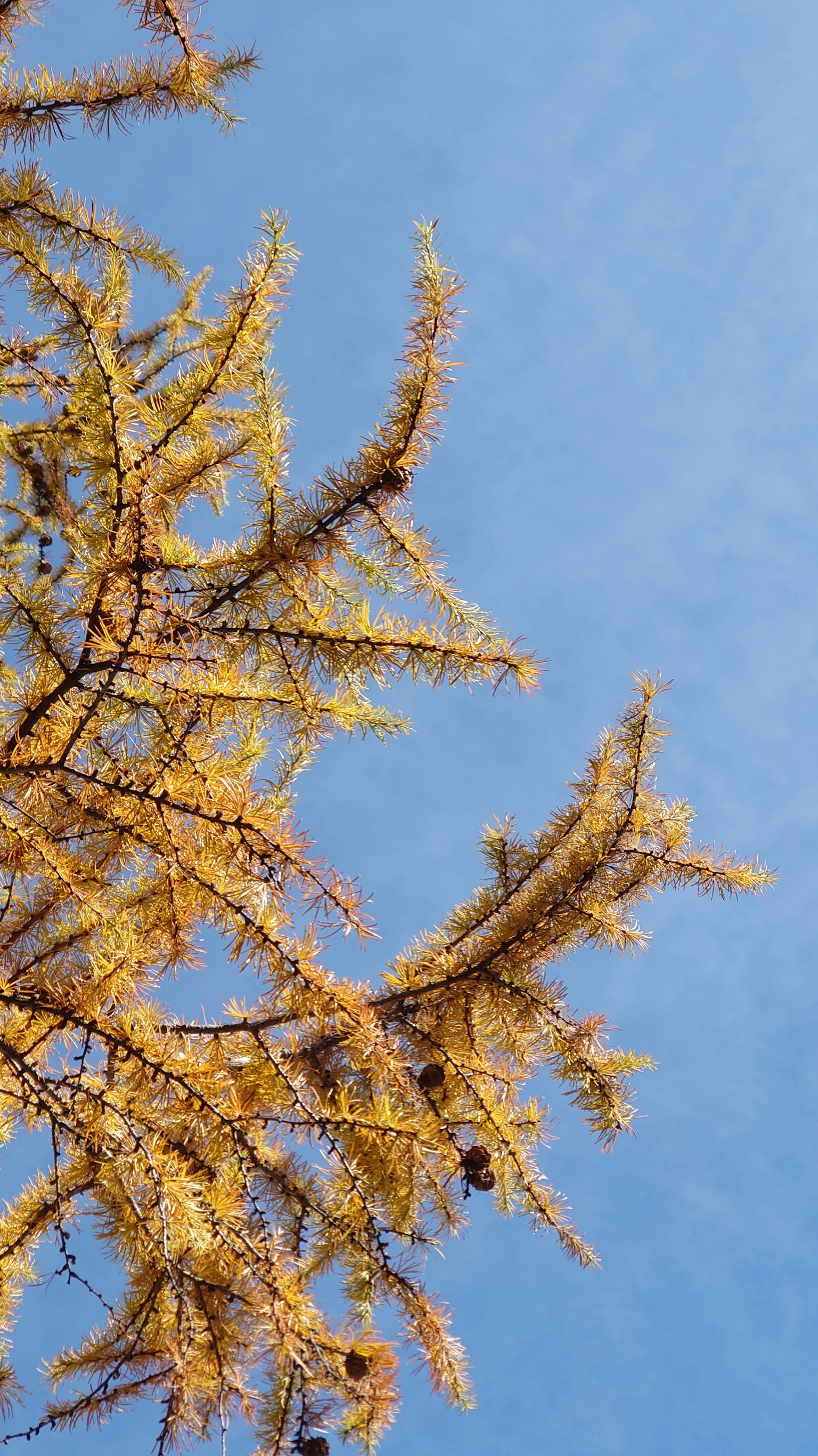 Golden branches and leaves against a blue sky