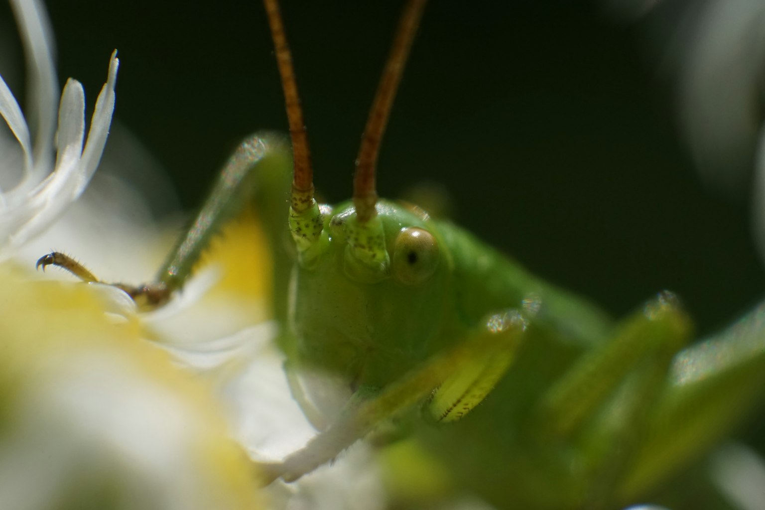 Close-up of a green grasshopper on a white flower