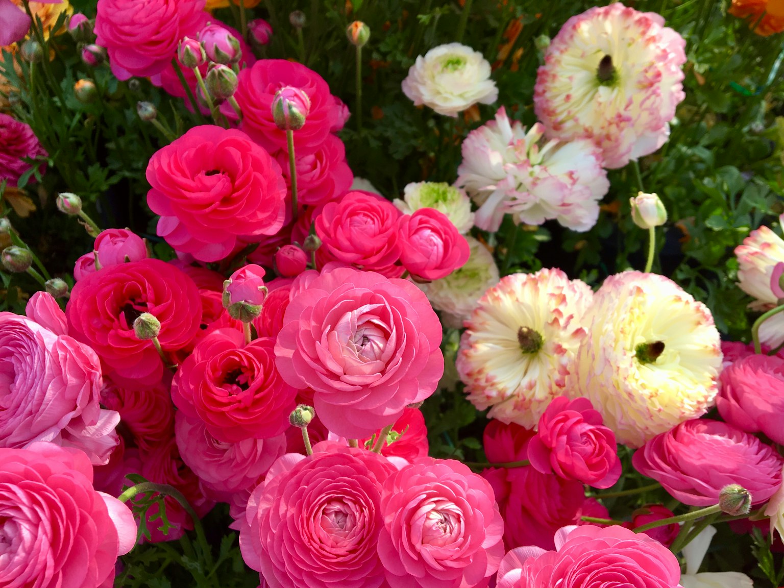 การจัดแสดงดอกเรนูนคูลัสที่มีสีชมพูและสีขาวหลากหลาย