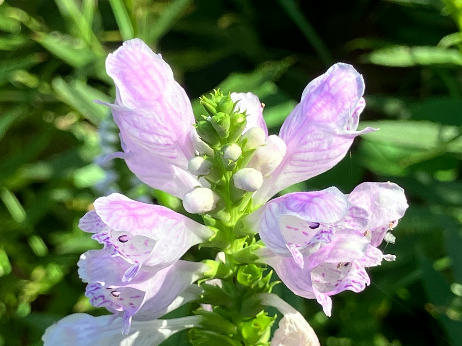 特写照片，植物紫色花瓣，背景为绿色
