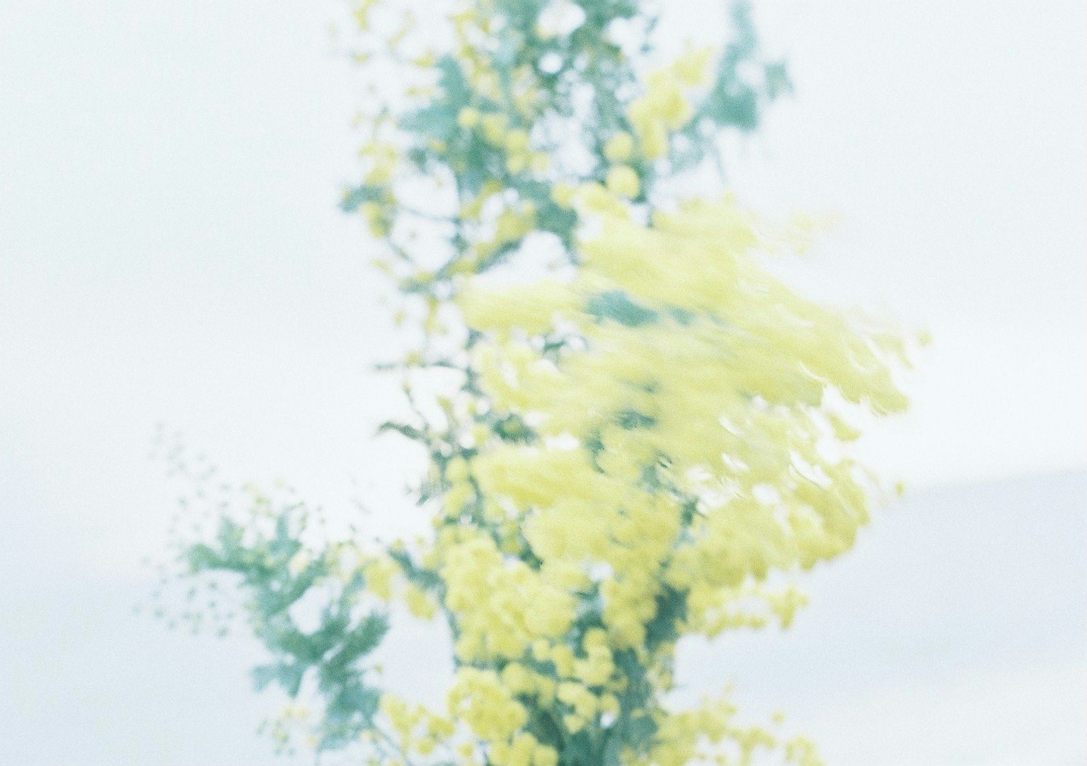Ein verschwommener Hintergrund mit blühenden gelben Mimoseblumen
