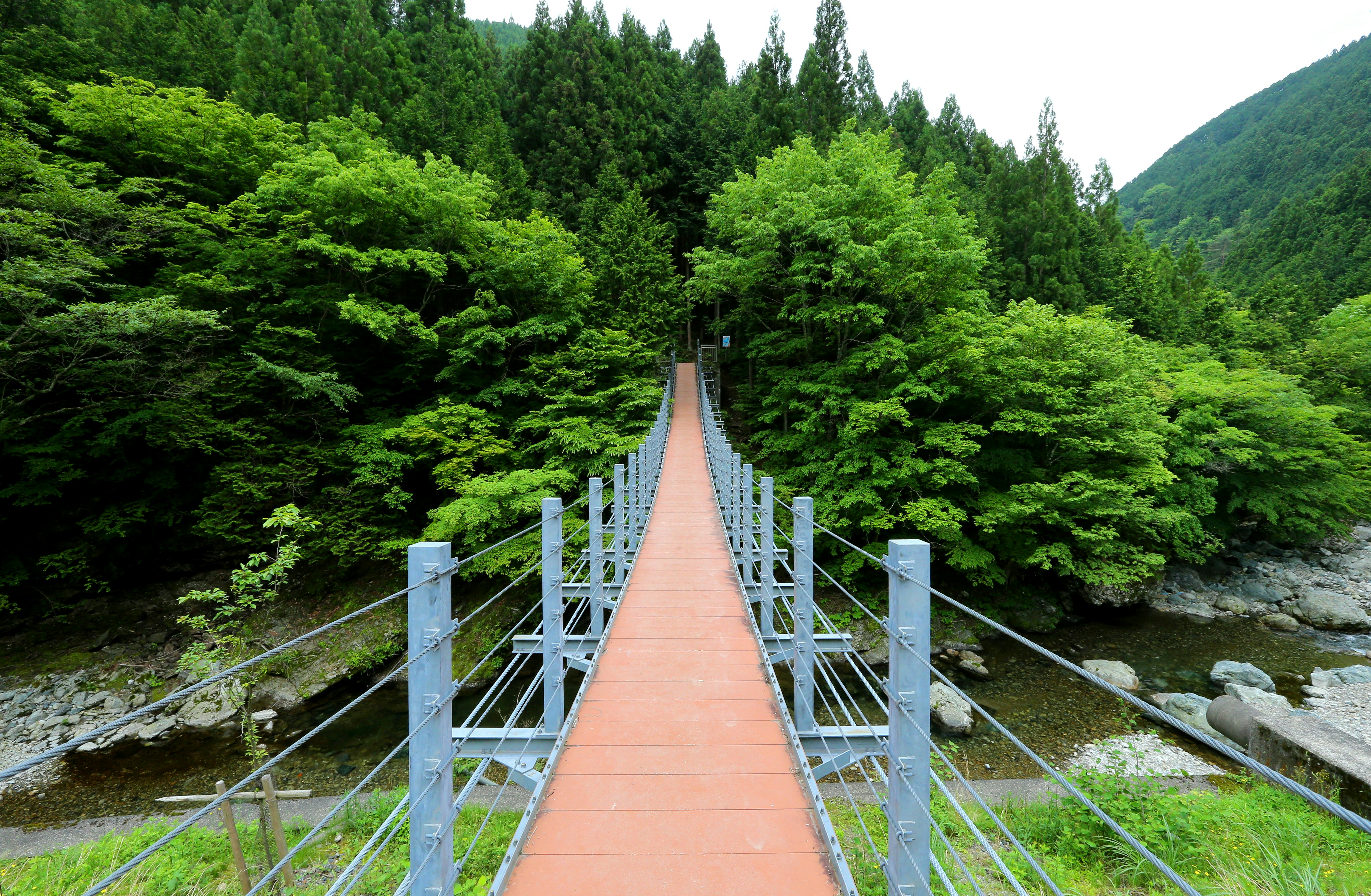 山谷溪流旁的木栈道与葱郁森林风景