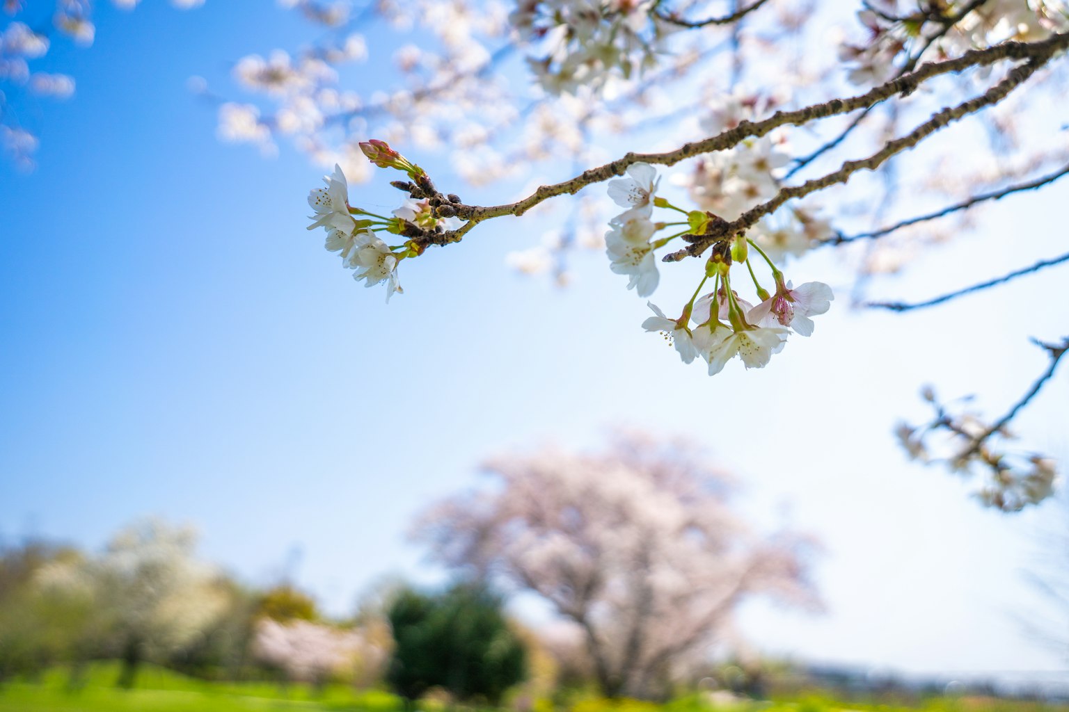 Acercamiento de flores de cerezo y ramas bajo un cielo azul