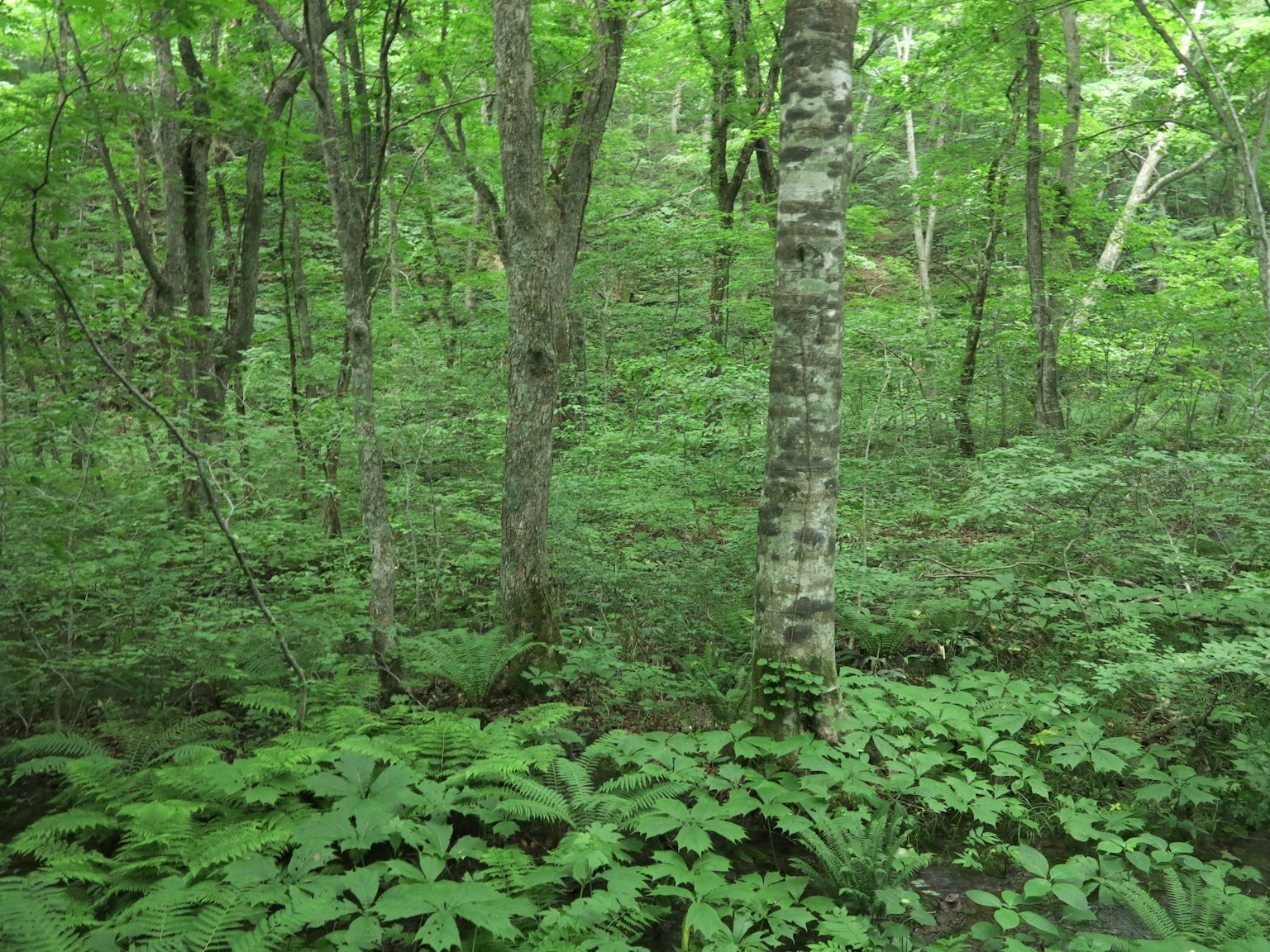 Scène de forêt verdoyante avec des arbres et un feuillage dense