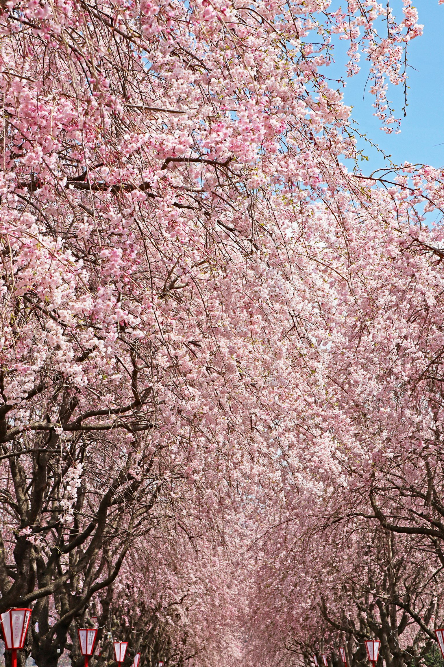 Image of a pathway lined with beautiful cherry blossom trees