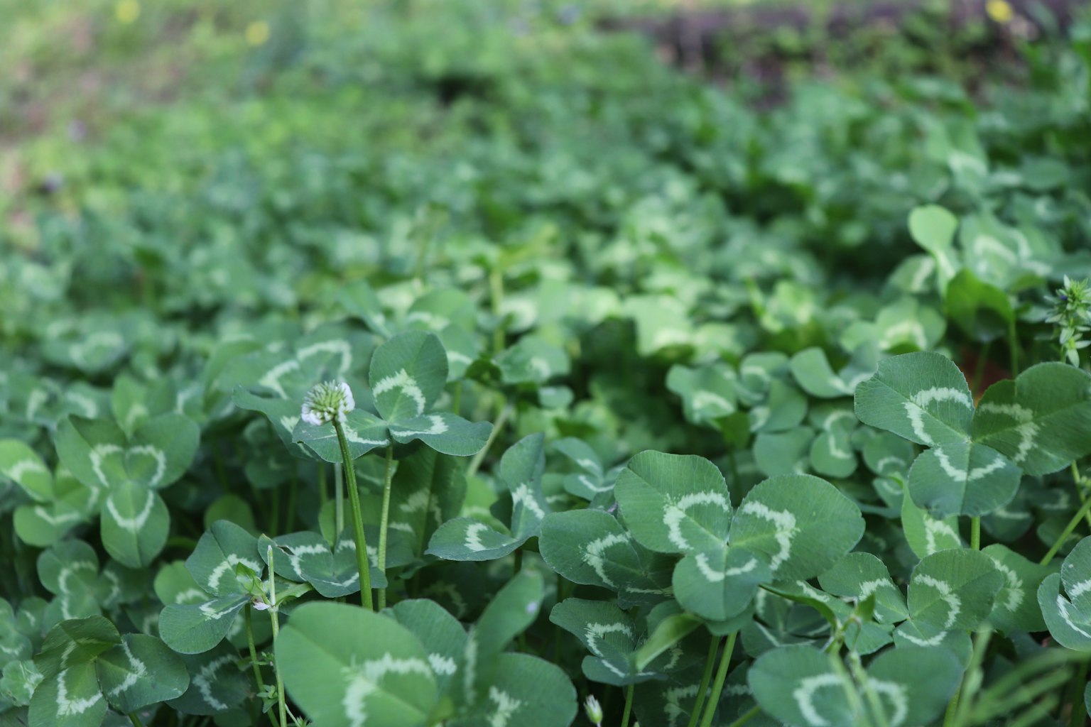 Un campo lussureggiante di trifoglio verde con foglie a forma di cuore