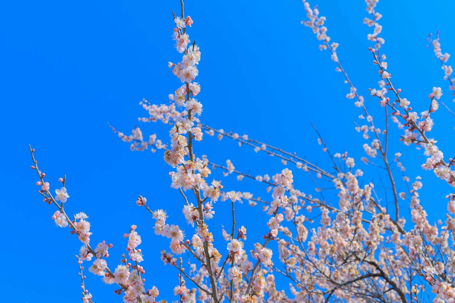 Cabang bunga sakura mekar di bawah langit biru