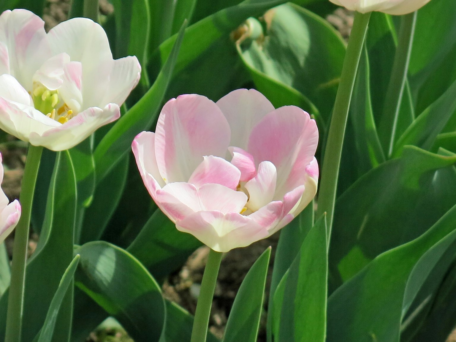 Une fleur de tulipe rose clair entourée de feuilles vertes