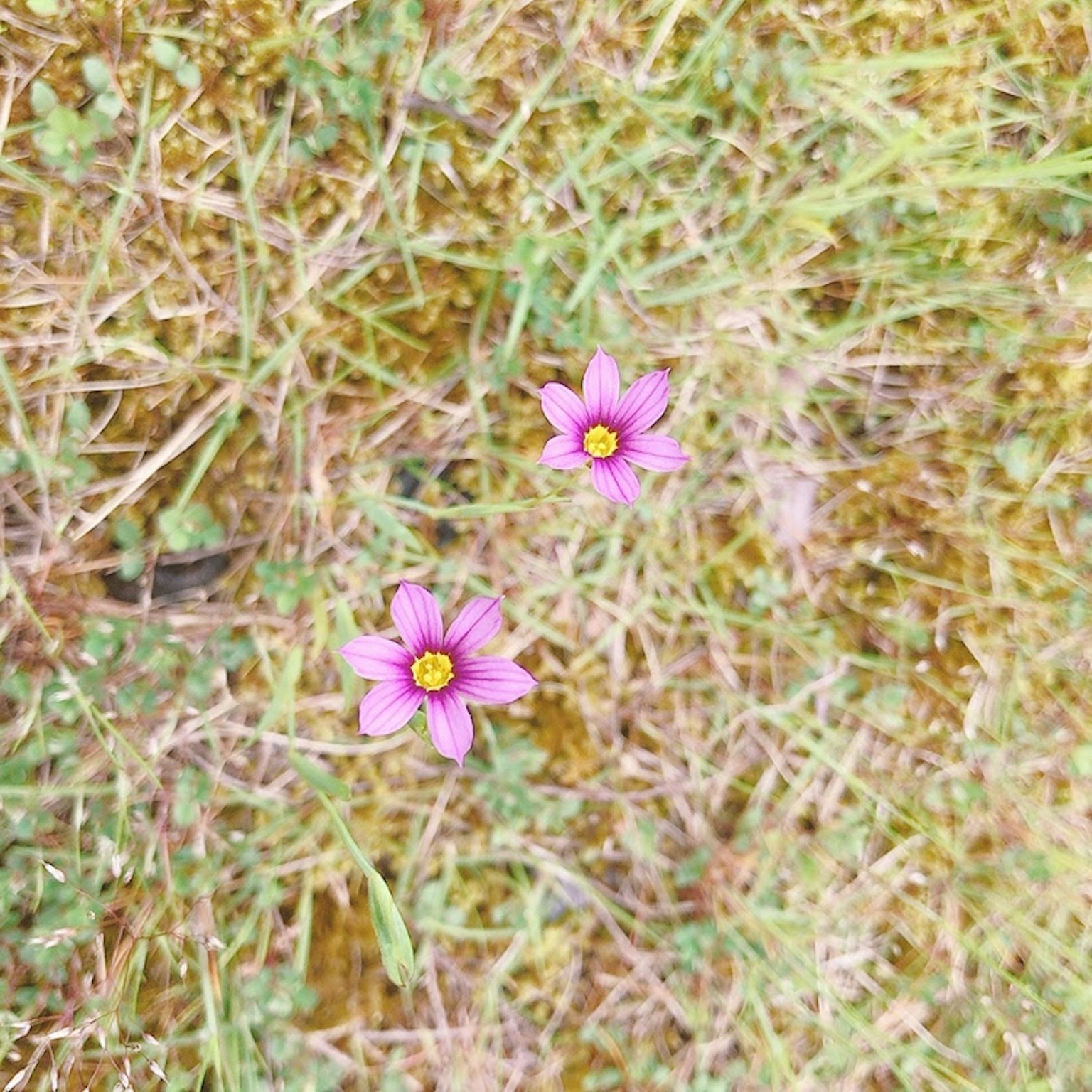 Deux fleurs roses fleurissant parmi l'herbe verte