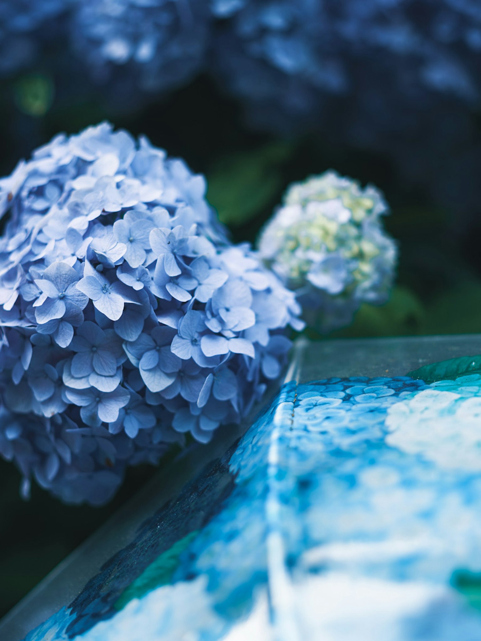 青い紫陽花の花と水面の反射が映る画像