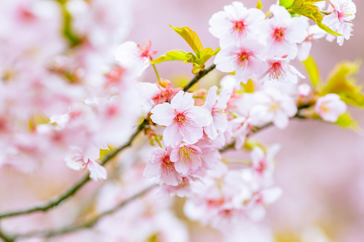 Acercamiento de flores de cerezo en una rama
