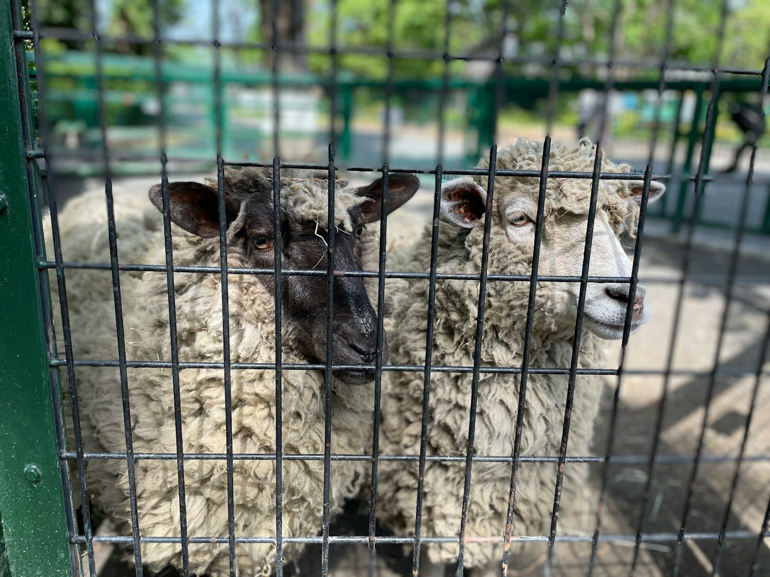 Deux moutons dans une enclosure en fil métallique avec de la verdure en arrière-plan