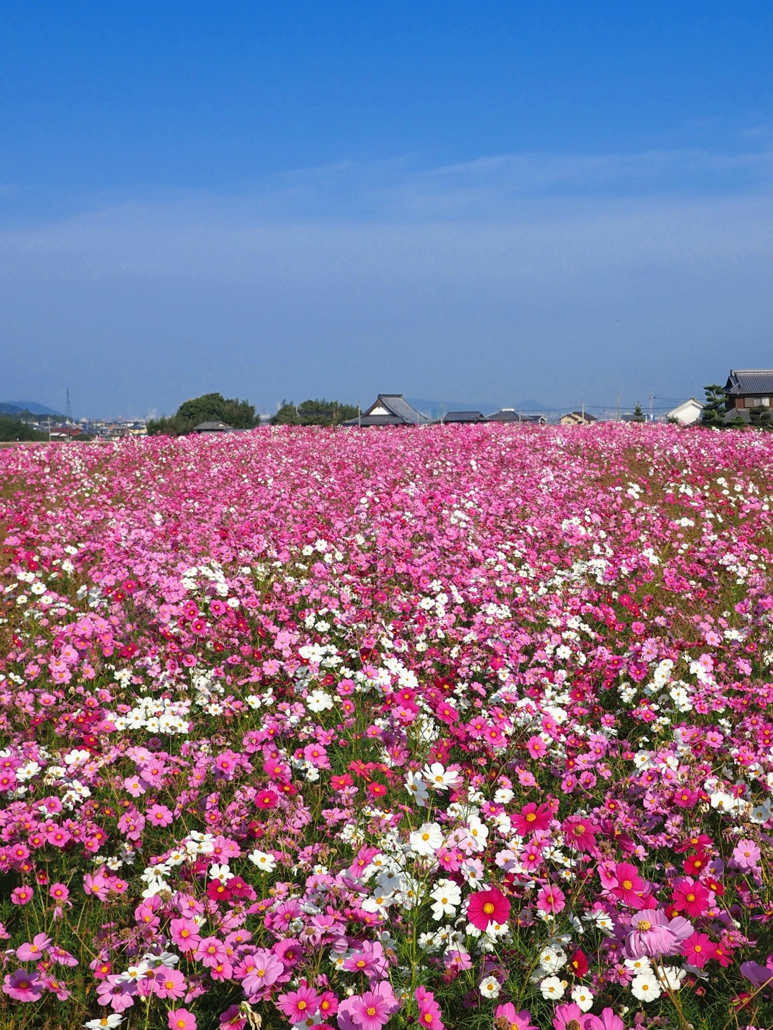 Vibrant flower field filled with pink and white blooms under a blue sky