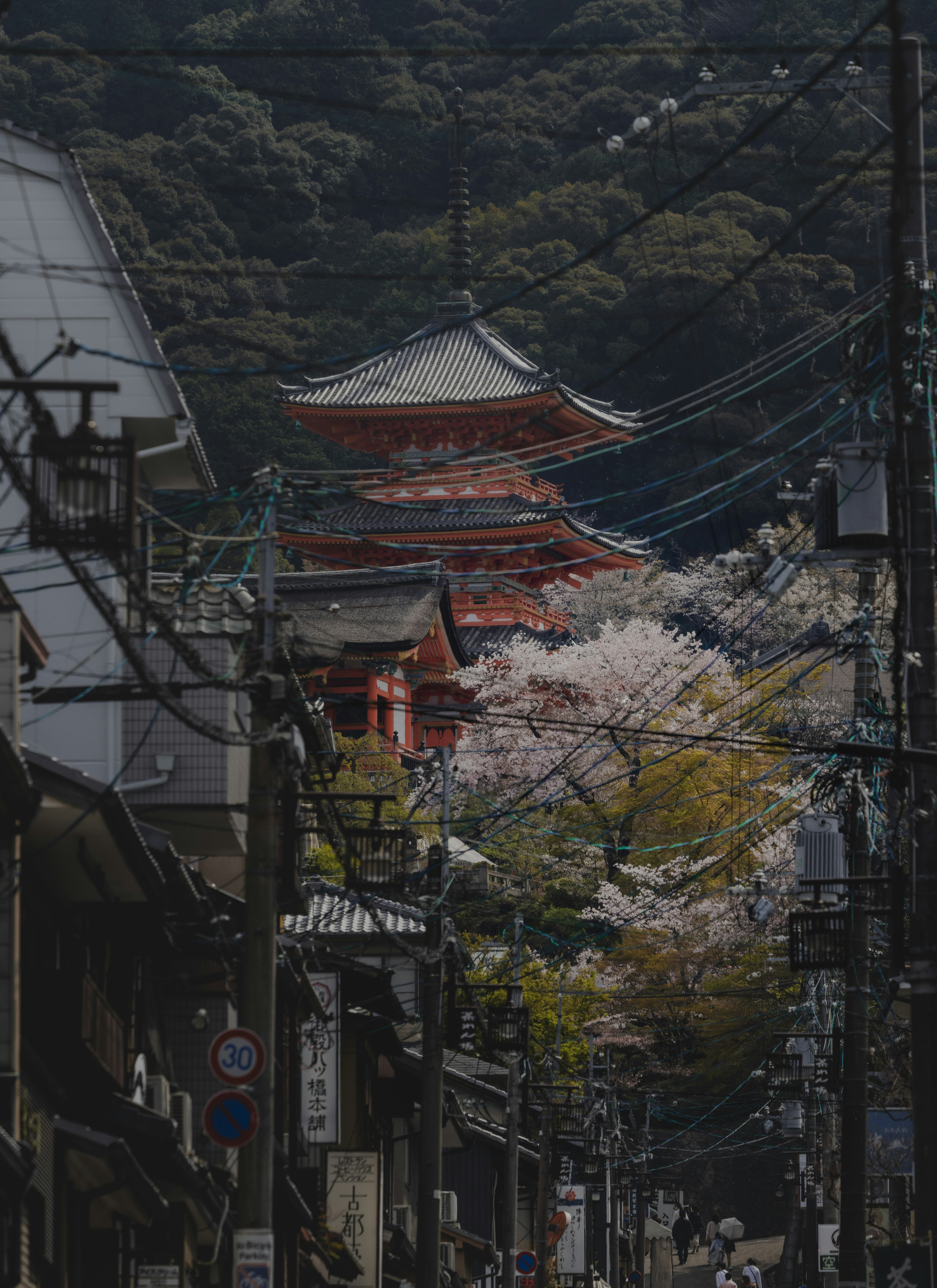 路地に佇む朱色の寺院と桜の枝が重なる風景