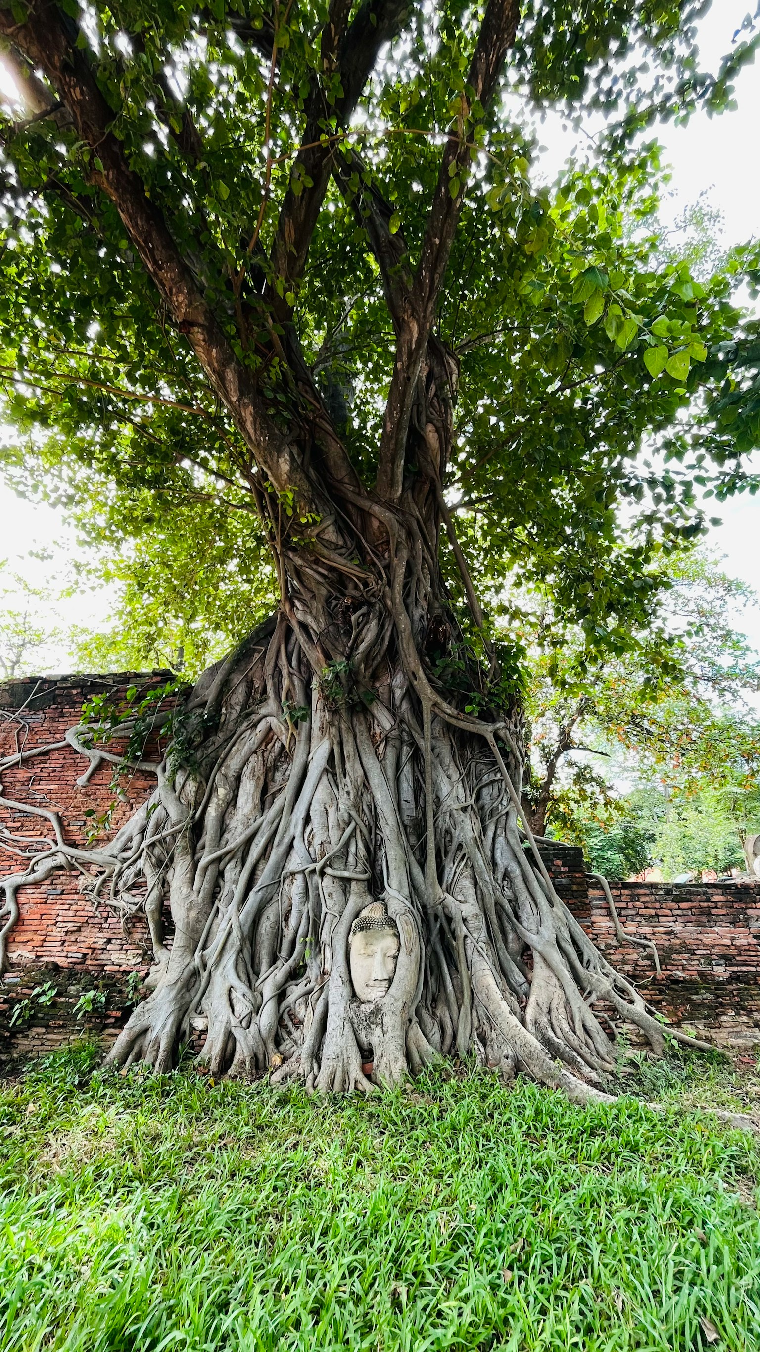 Grand arbre avec une structure racinaire unique dans un cadre verdoyant