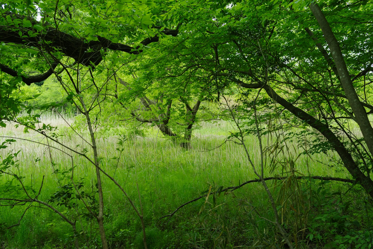 Paisaje forestal exuberante con árboles densos y un prado de hierba
