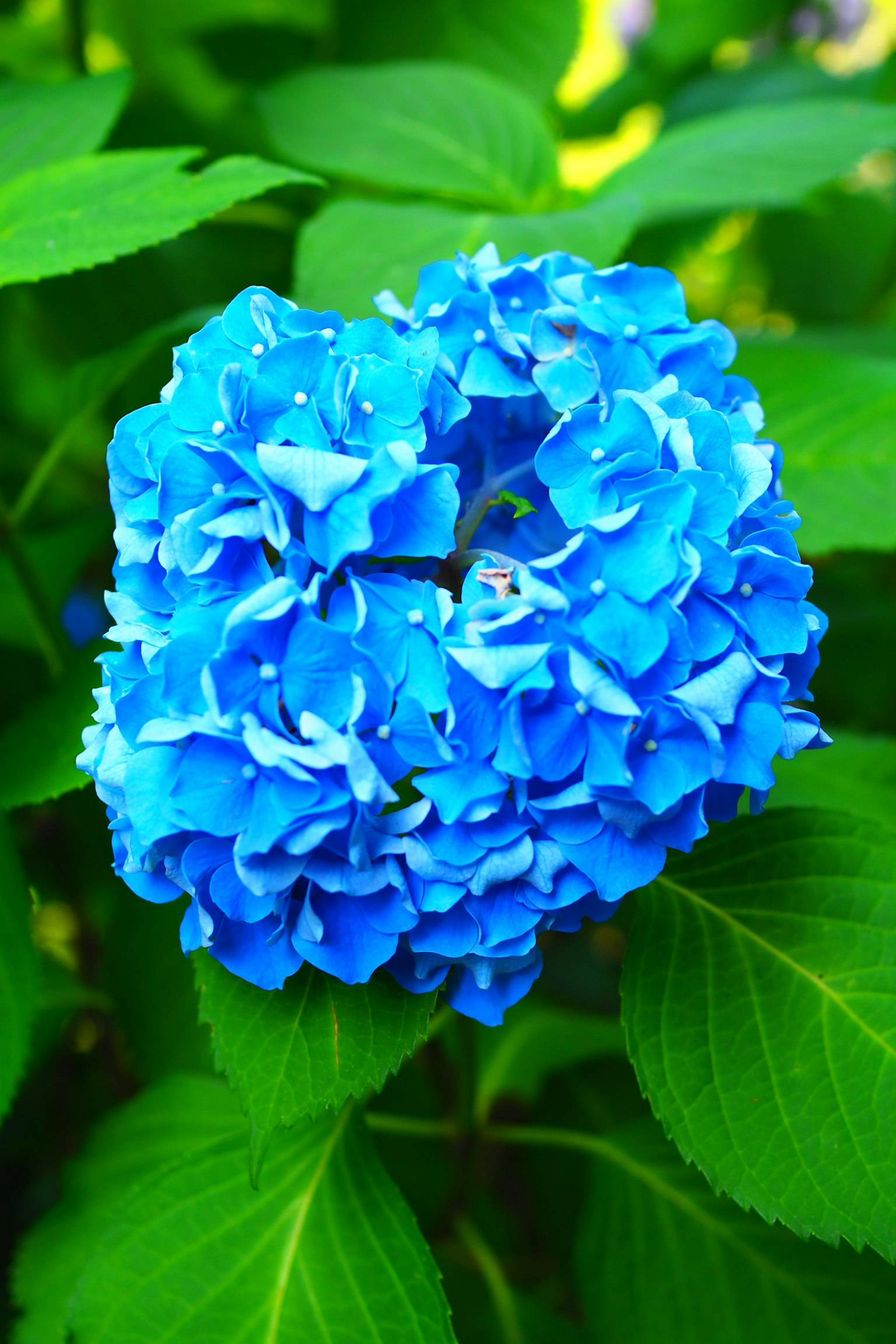 Flor de hortensia azul vibrante rodeada de hojas verdes