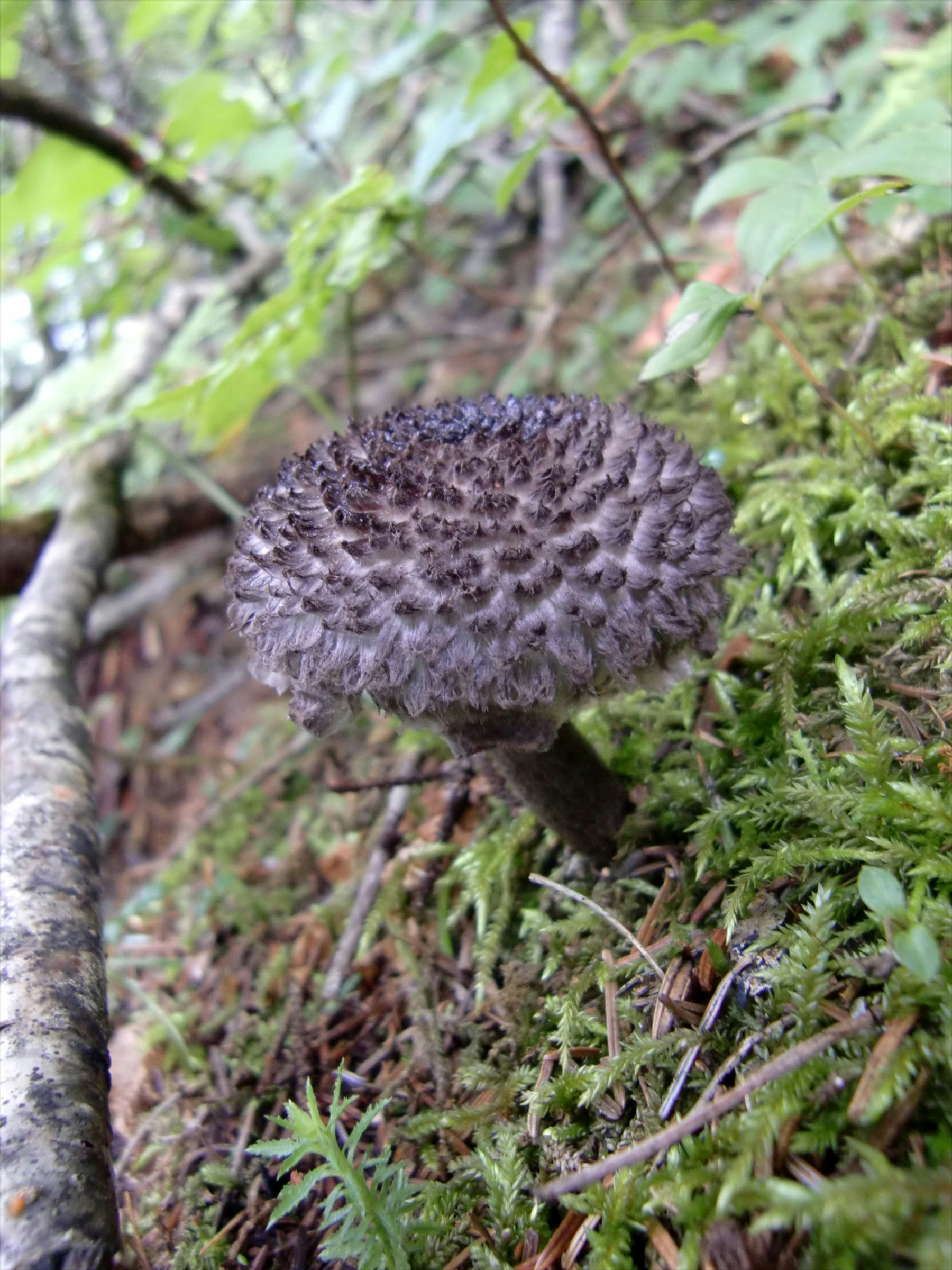 苔むした地面に生えたキノコのクローズアップ
