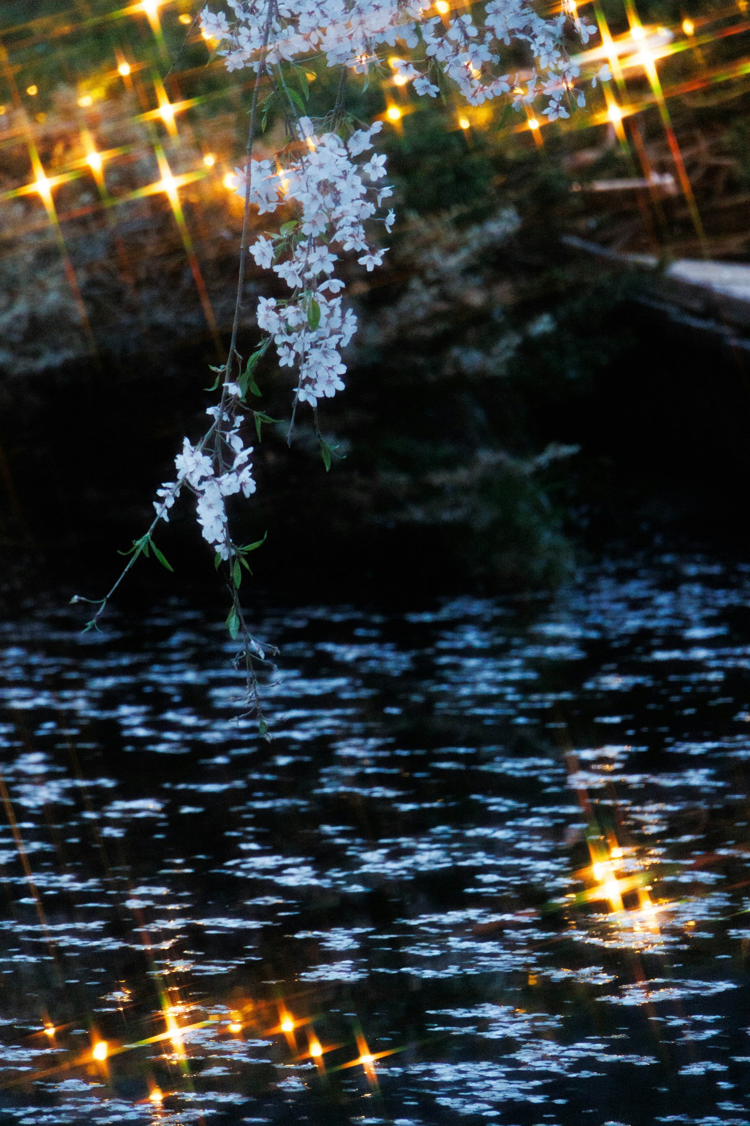 Schöne Szene mit weißen Blumen und Lichtreflexionen auf der Wasseroberfläche