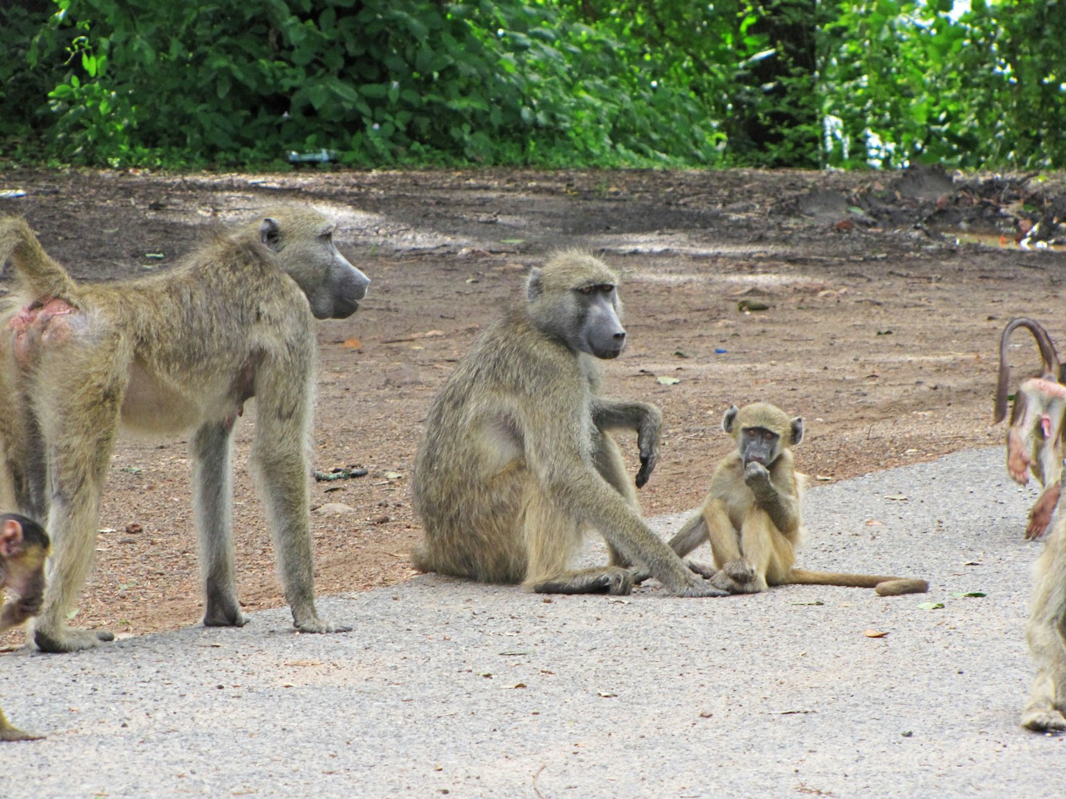 Un grupo de babuinos con un babuino bebé en la carretera