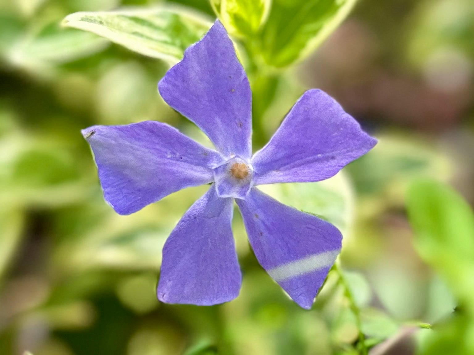 Une fleur violette entourée de feuilles vertes