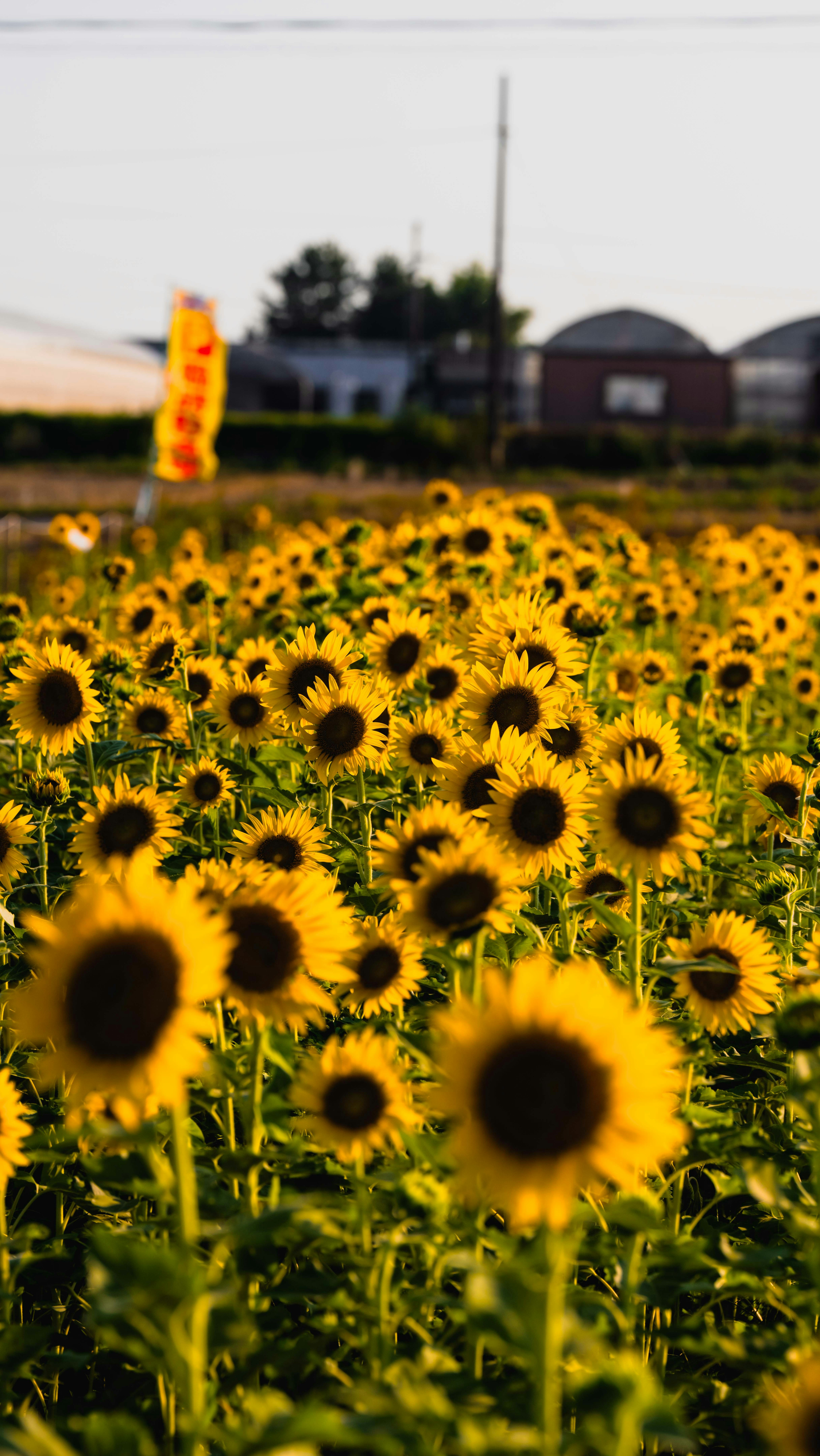 ひまわり畑の花が咲き並ぶ屋外風景