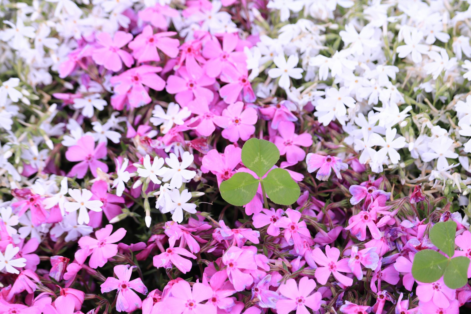 Eine schöne Landschaft mit blühenden rosa und weißen Blumen