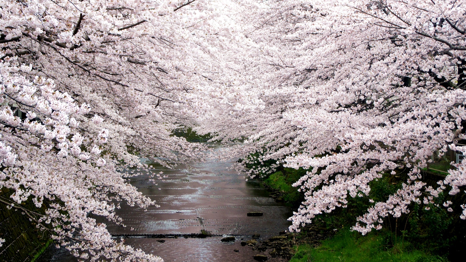 Pemandangan pohon sakura di tepi sungai