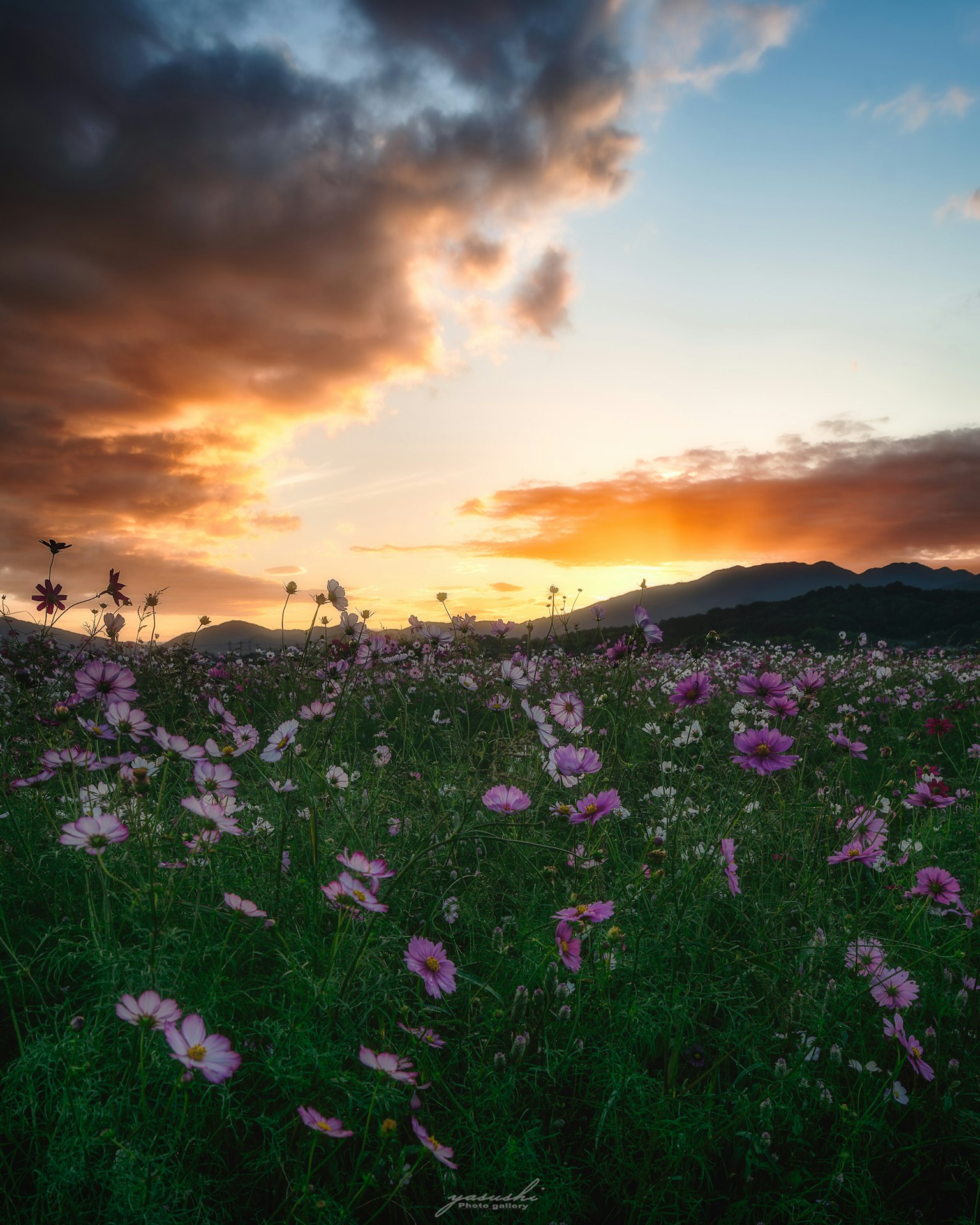夕焼けの空と花畑の風景 色とりどりの花が咲いている