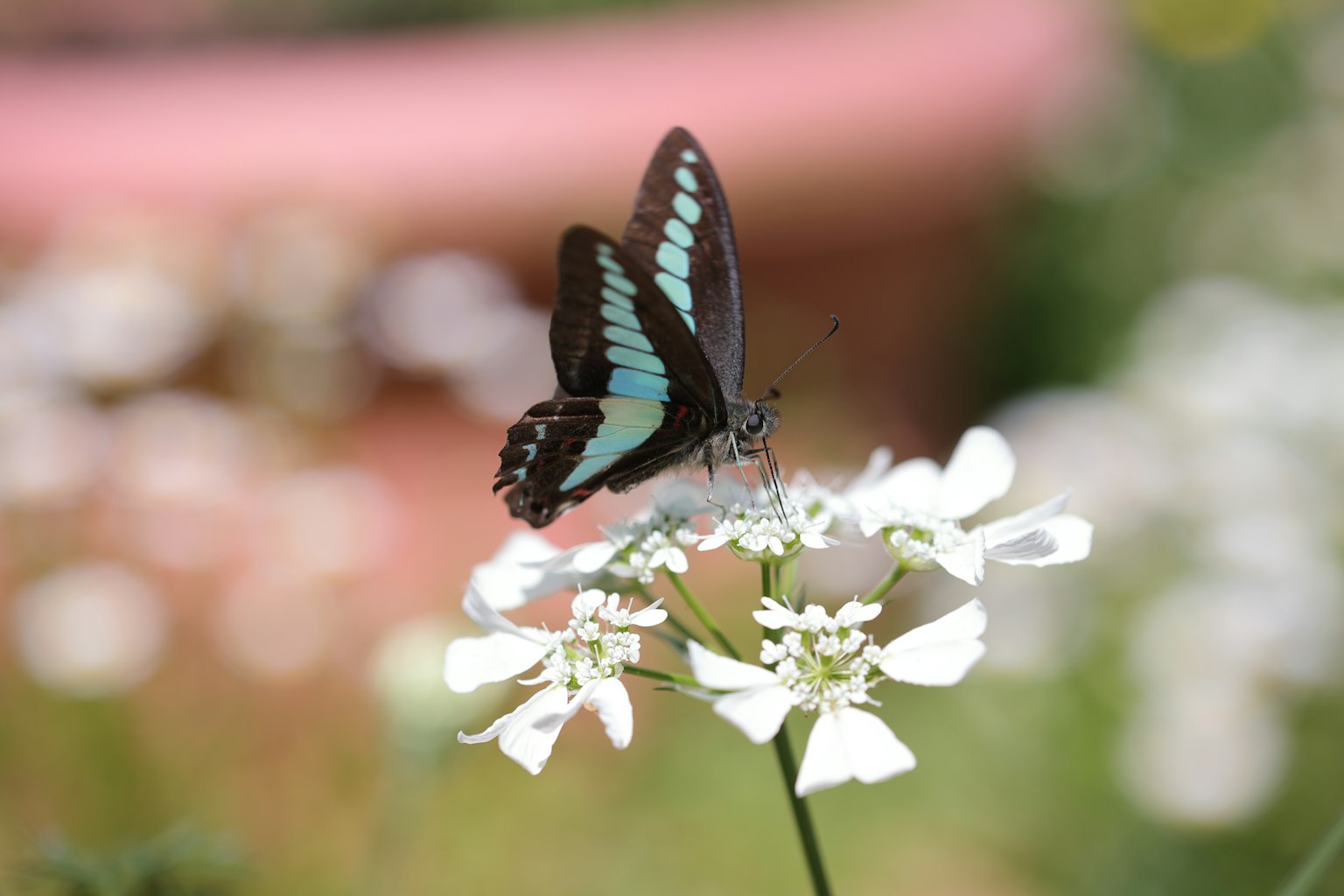 Un papillon aux ailes bleues posé sur une fleur blanche