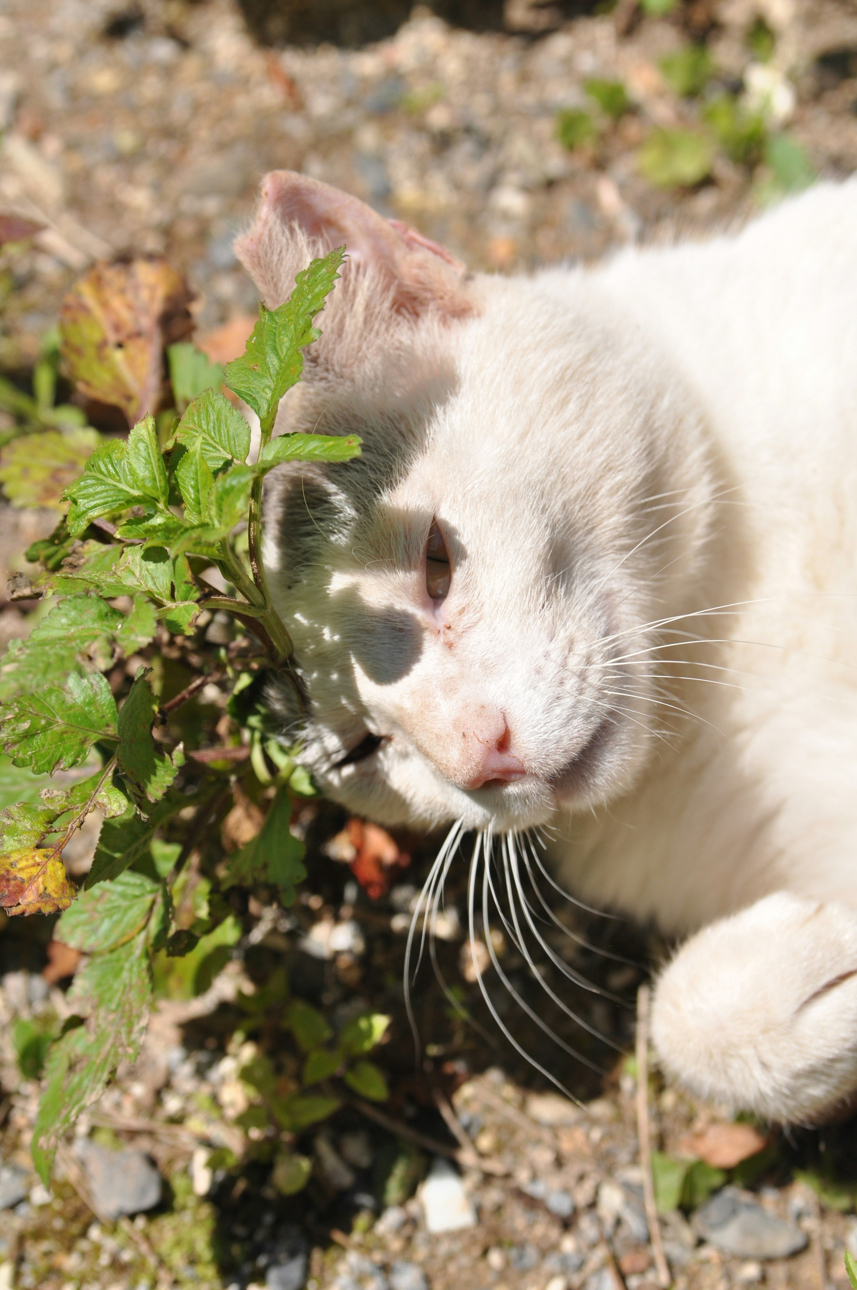 草むらの中で顔を寄せる白い子猫