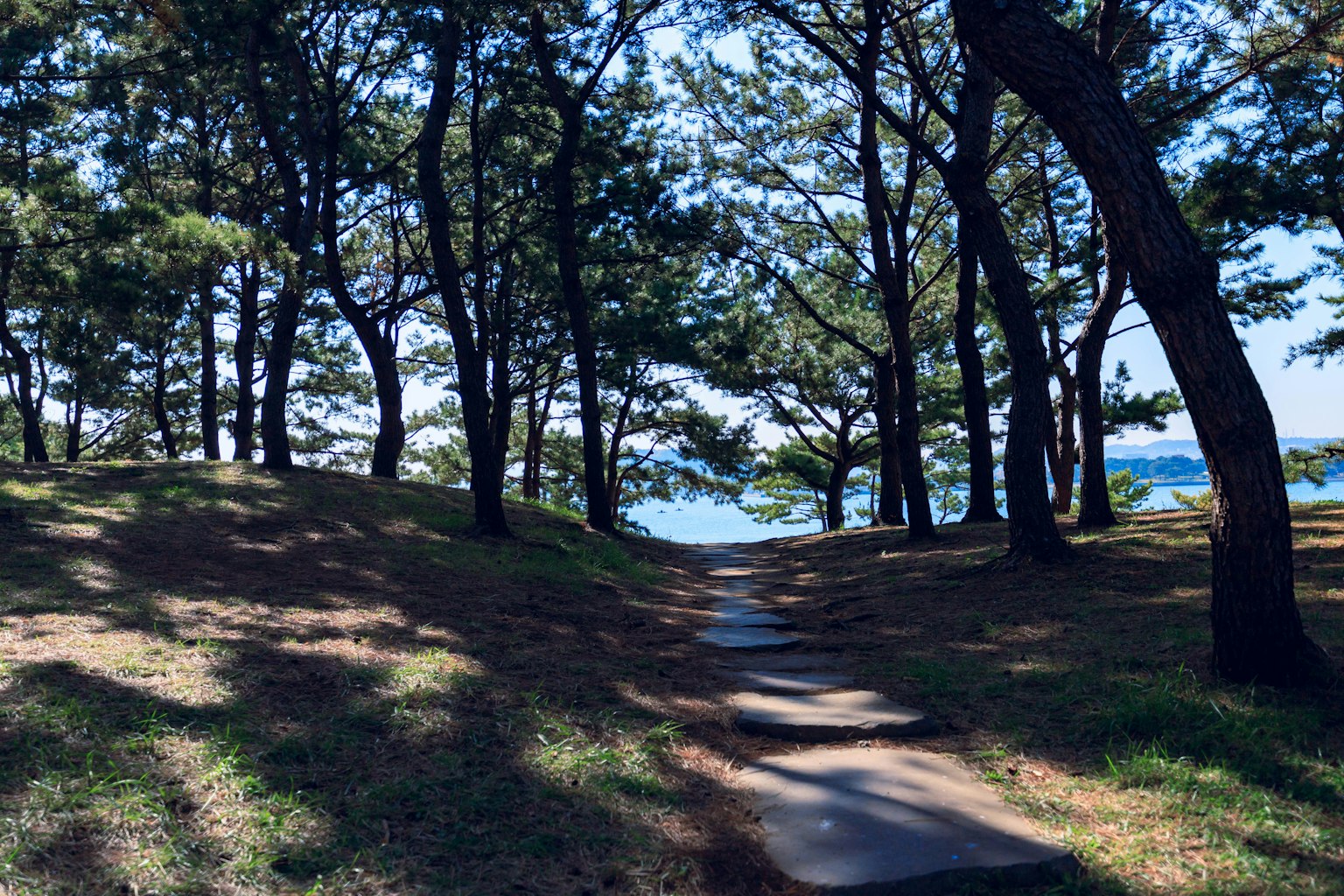 Sentier à travers les arbres menant à la mer