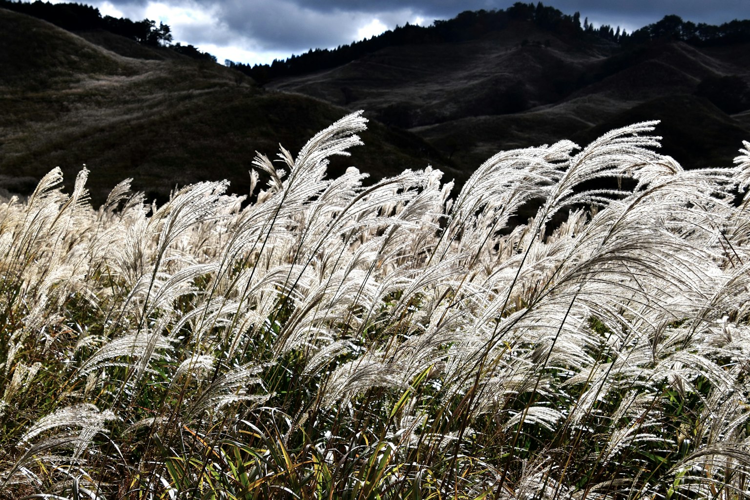 ทิวทัศน์ที่มีทุ่งหญ้าพัมปัสสีขาวและภูเขาในพื้นหลัง