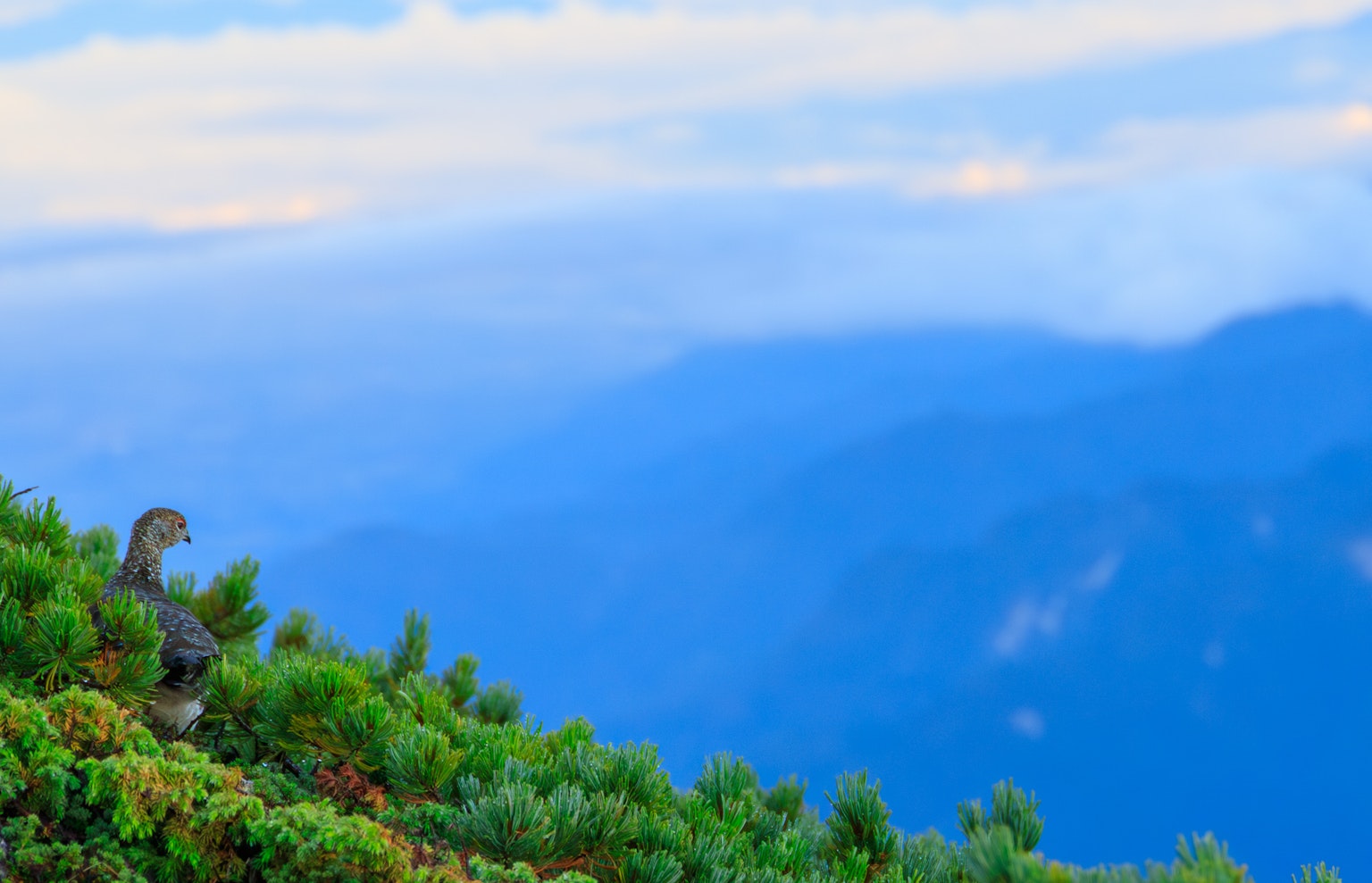Pájaro en la cima de la montaña con vegetación colorida y montañas azules a lo lejos