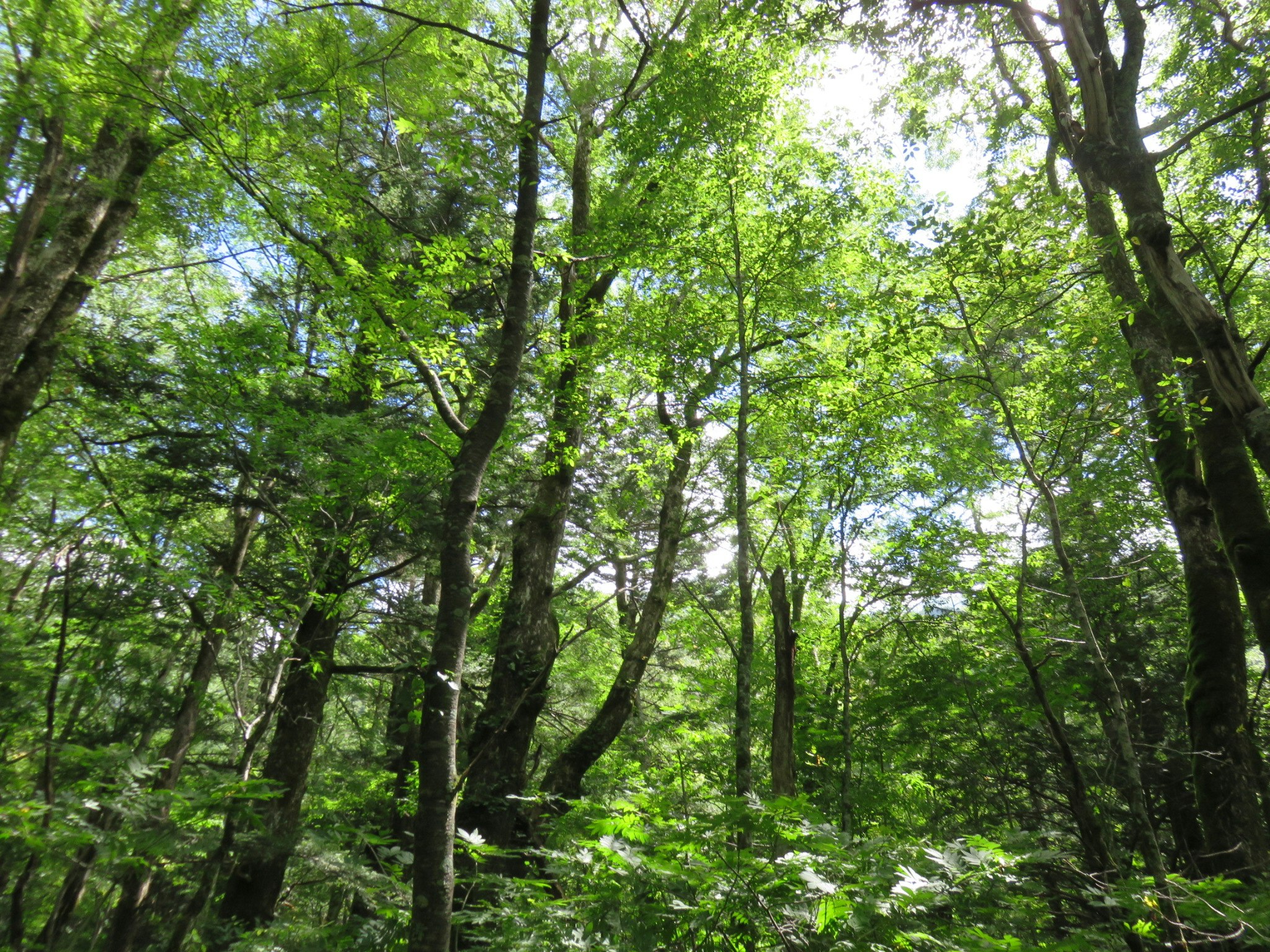 lush green forest with tall trees