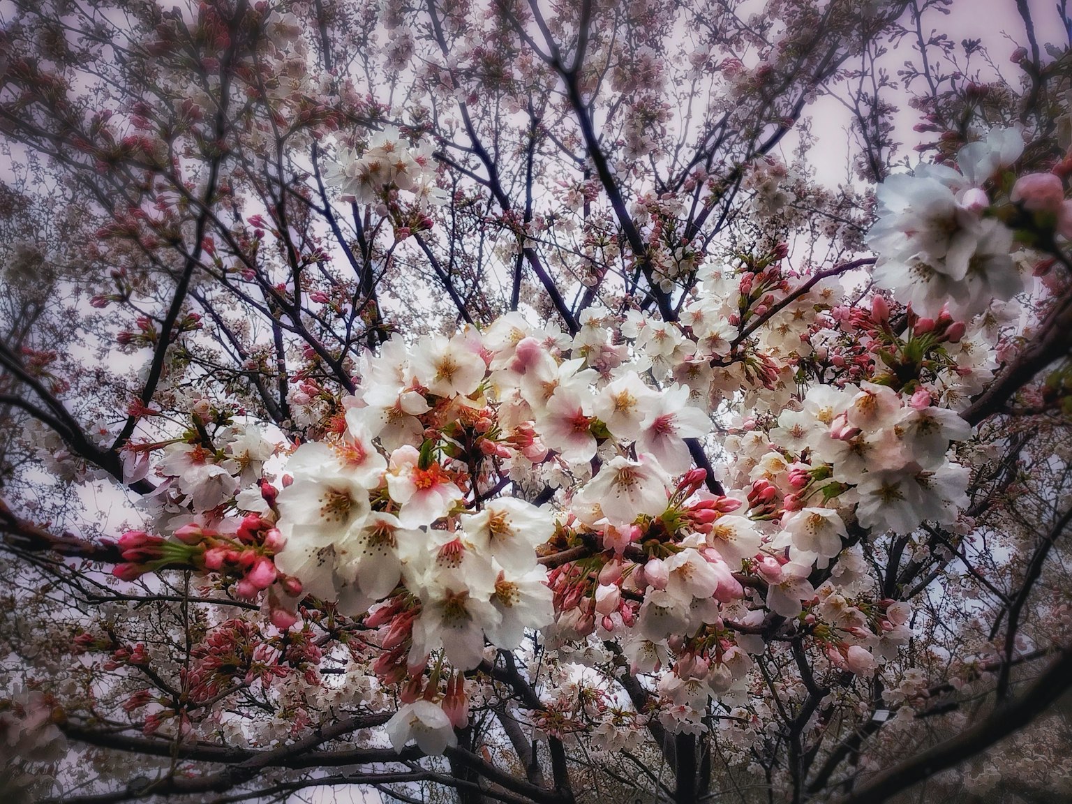 Primo piano di fiori di ciliegio su un albero