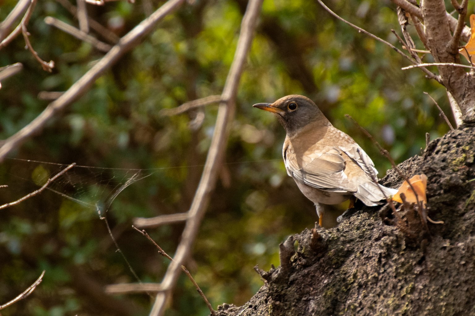 Profile of a small bird perched on a tree trunk
