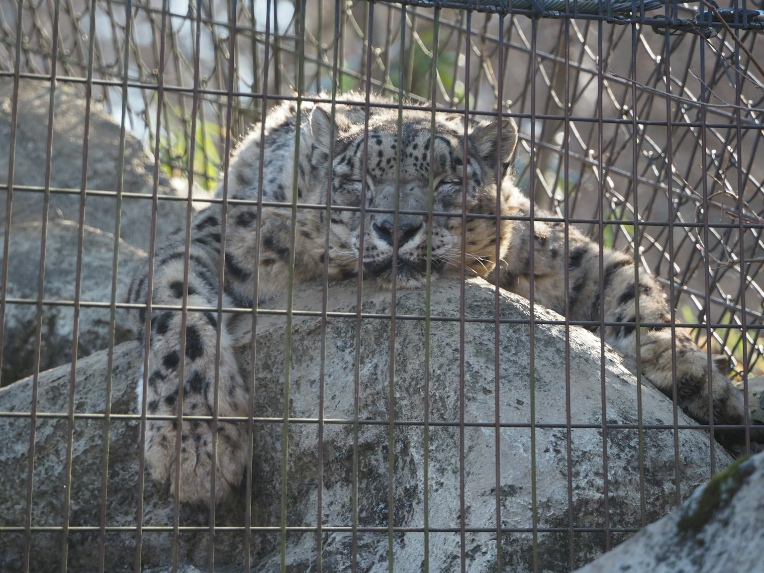 Snow leopard resting on a rock behind a wire fence