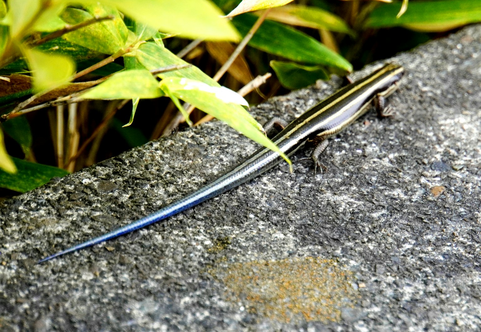Un lagarto con cola azul caminando sobre una piedra junto a plantas verdes