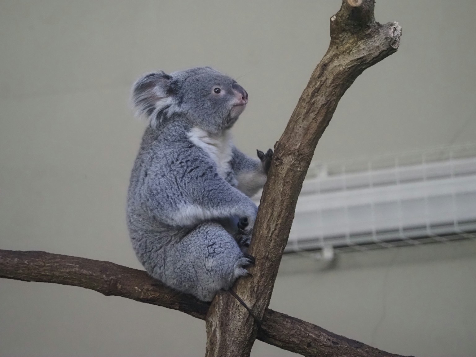 Seekor koala duduk di cabang dengan bulu abu-abu