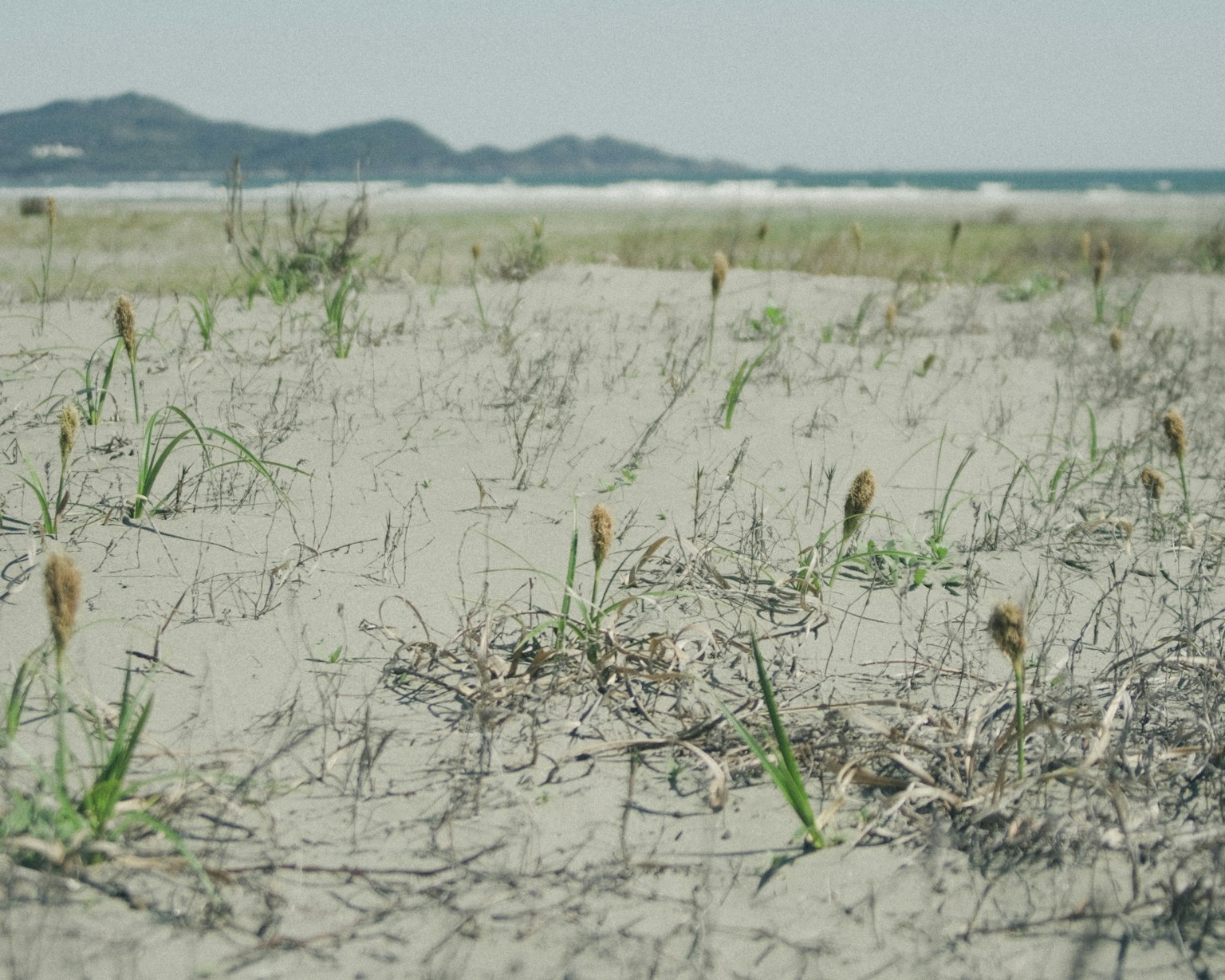 Close-up of grass and plants on sandy beach with ocean and mountains in the background