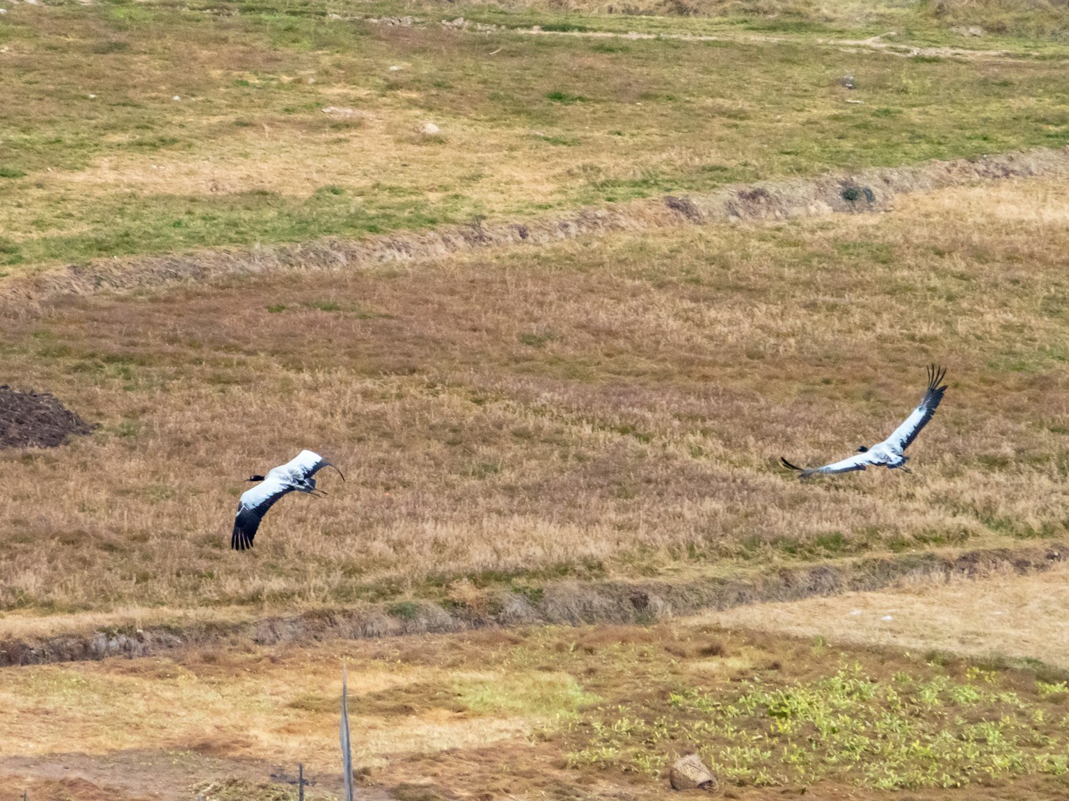 Dos aves planeando sobre un campo de hierba